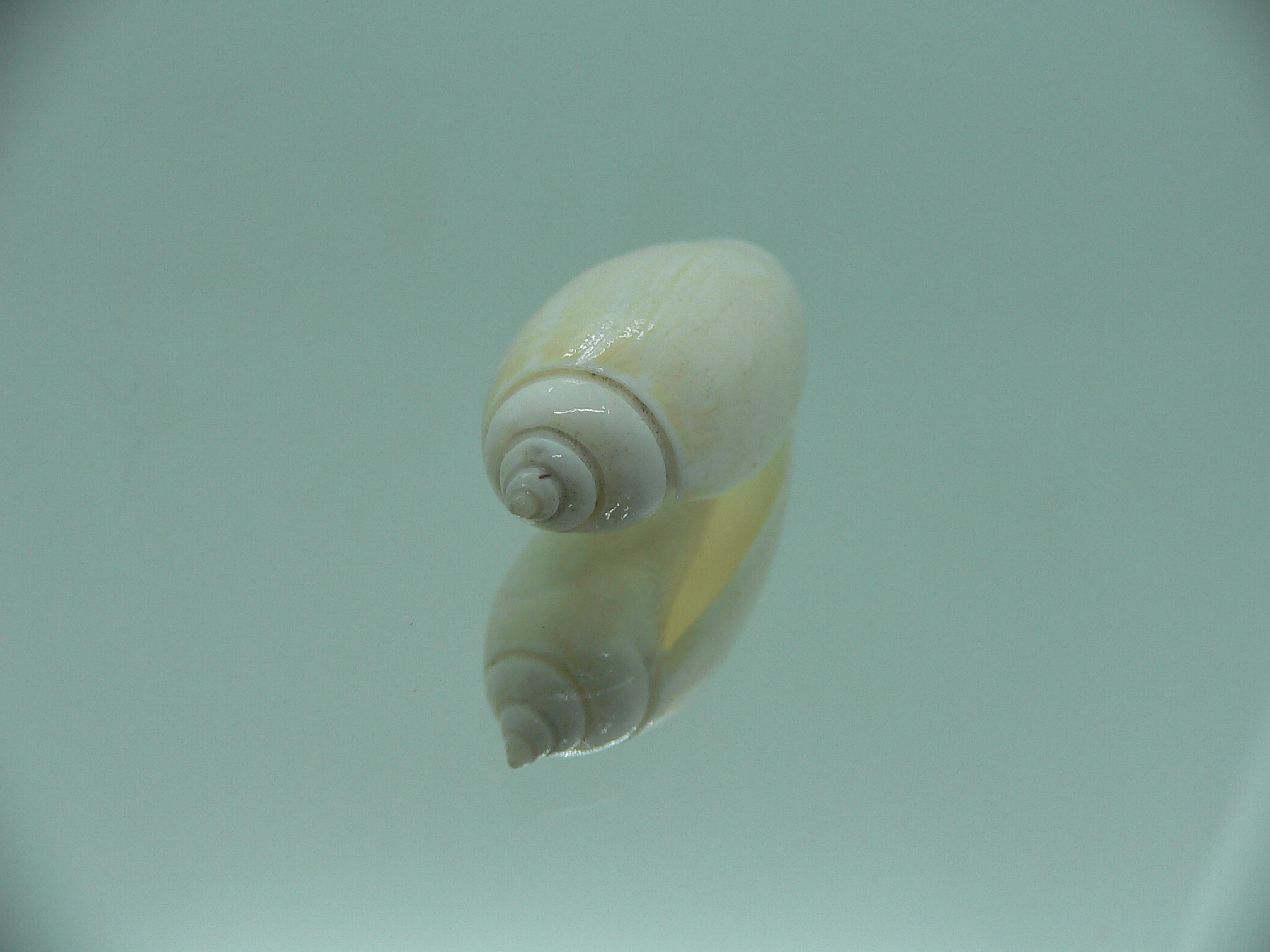 Oliva tigridella f. lacteana (z)