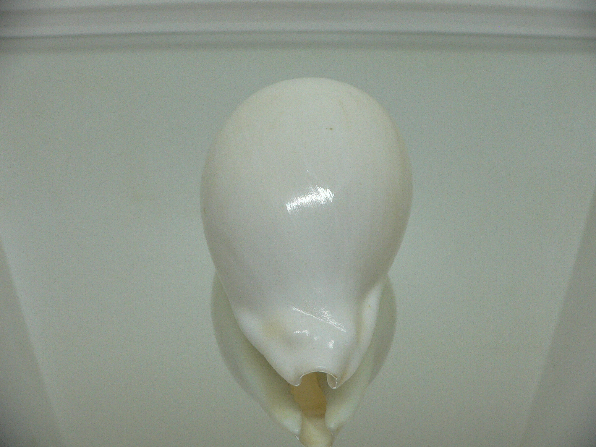 Cypraea hesitata howelli