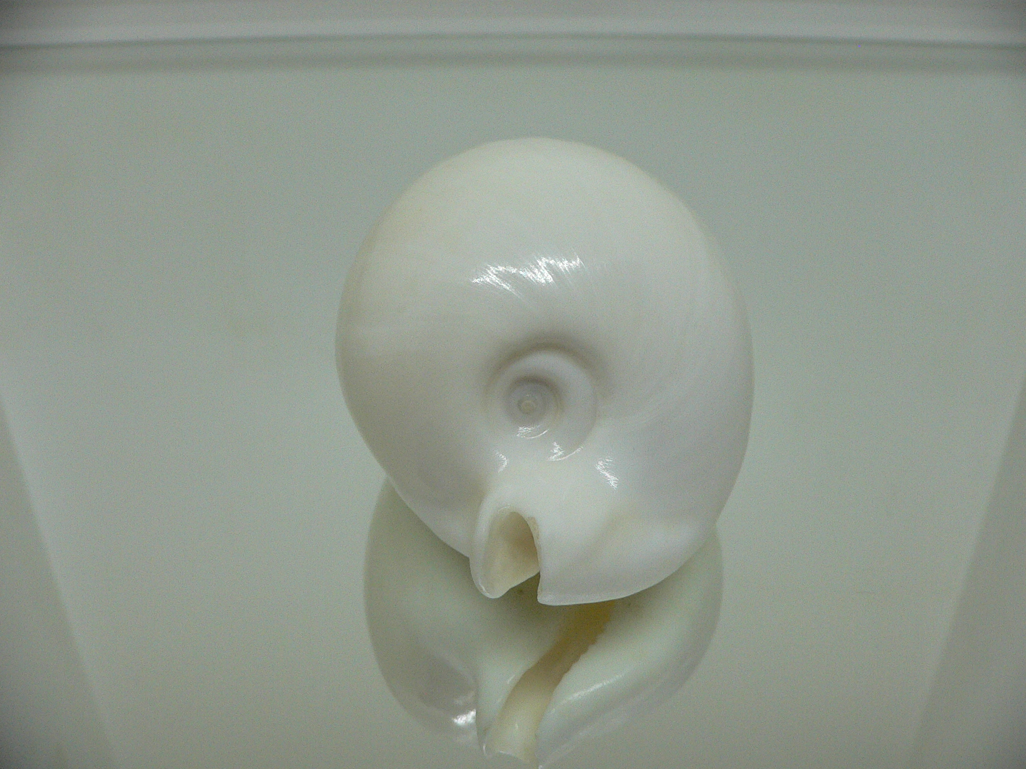 Cypraea hesitata howelli