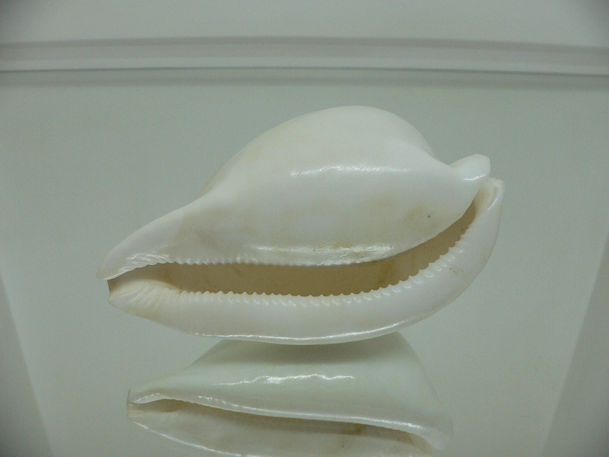 Cypraea hesitata howelli