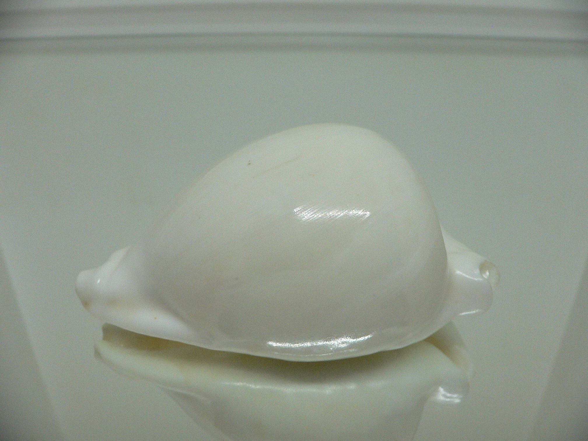 Cypraea hesitata howelli