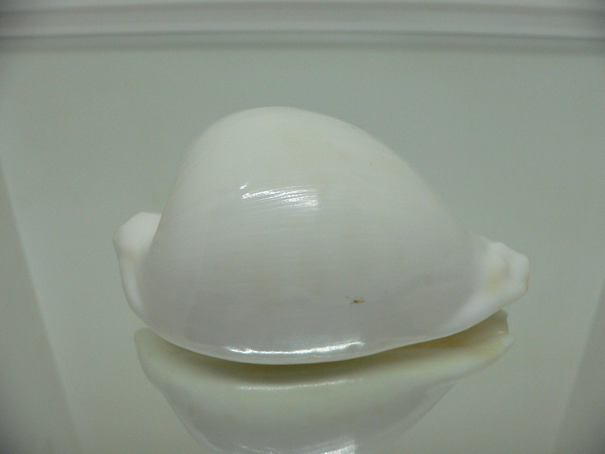 Cypraea hesitata howelli