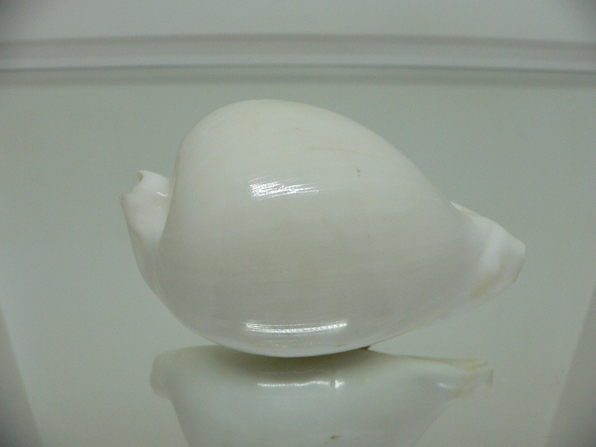 Cypraea hesitata howelli