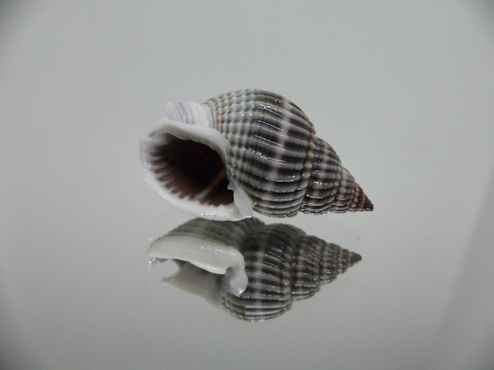 Nassarius livescens NIGER