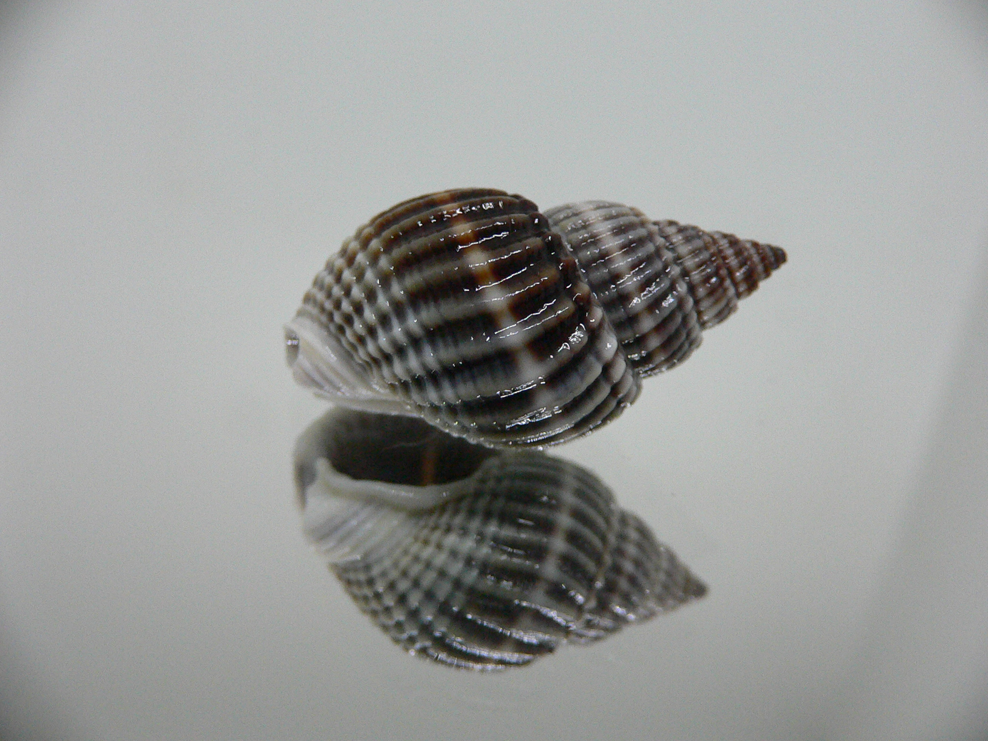 Nassarius livescens NIGER