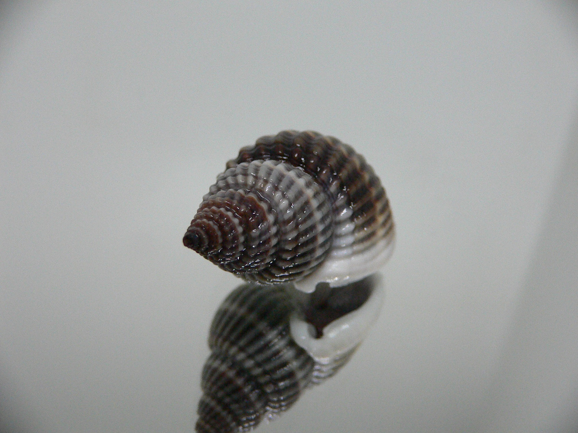 Nassarius livescens NIGER