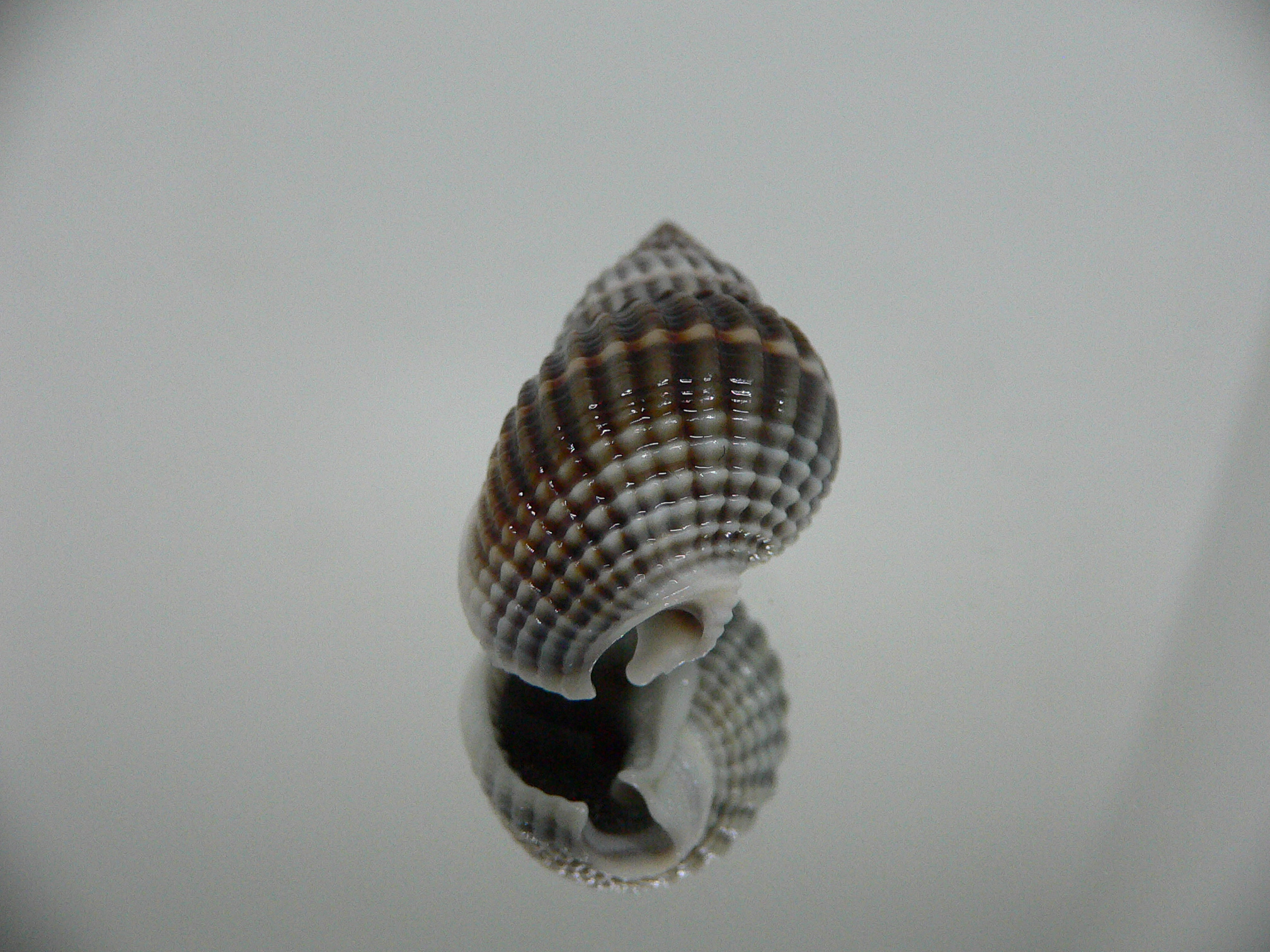 Nassarius livescens NIGER