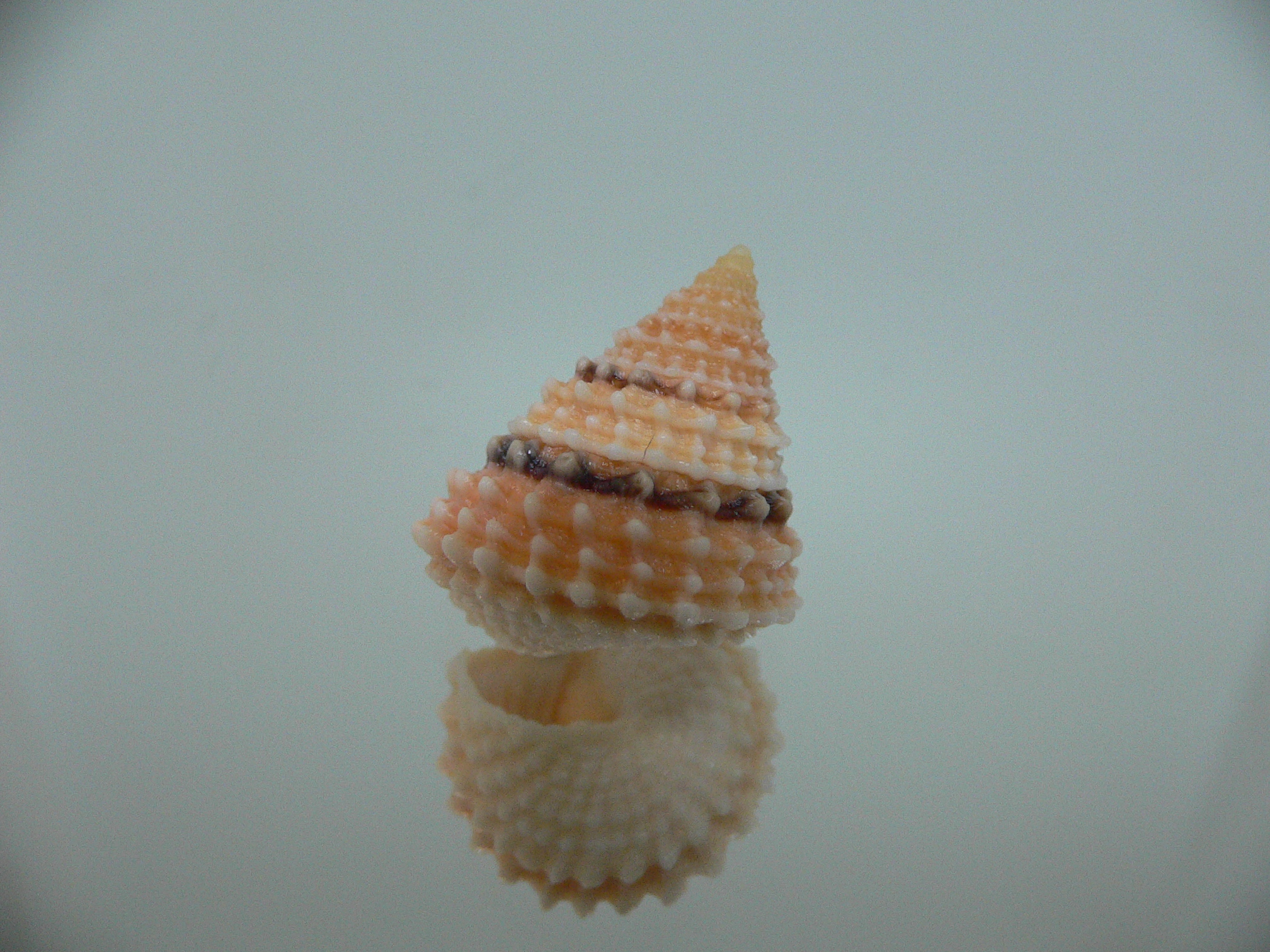 Tectarius coronatus UNUSUAL