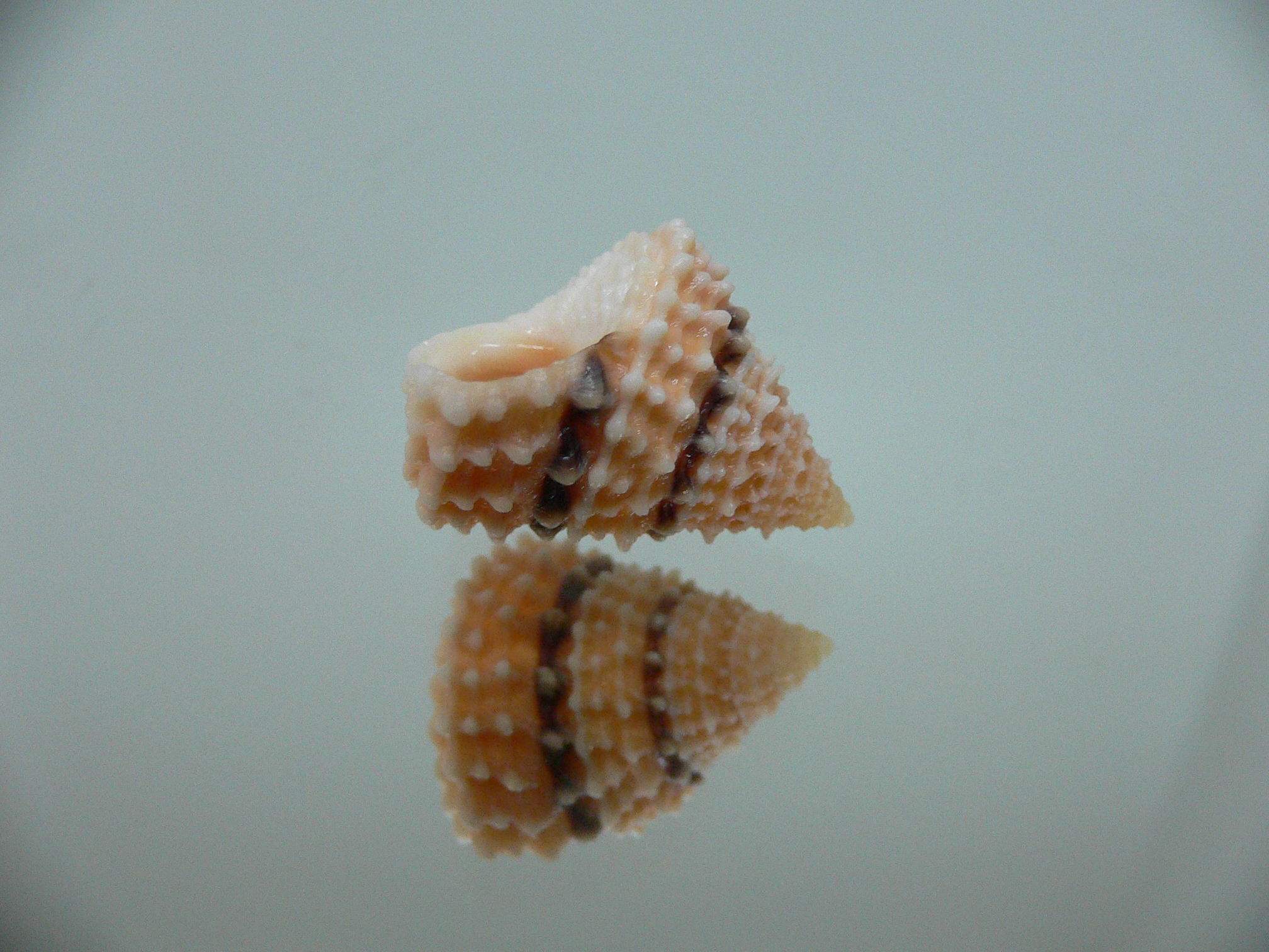 Tectarius coronatus UNUSUAL