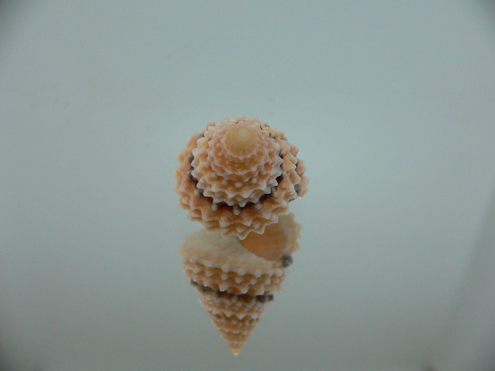 Tectarius coronatus UNUSUAL