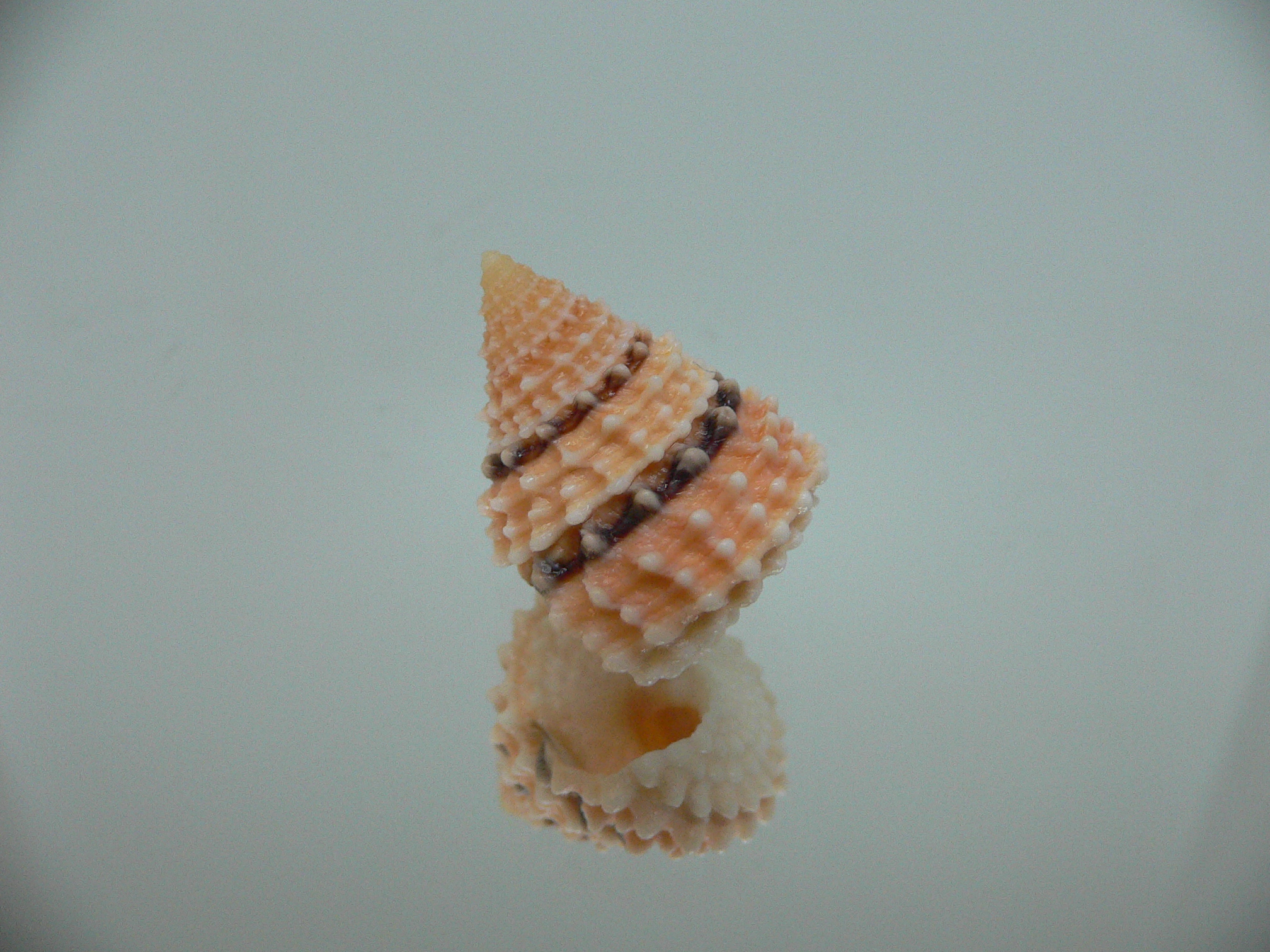 Tectarius coronatus UNUSUAL