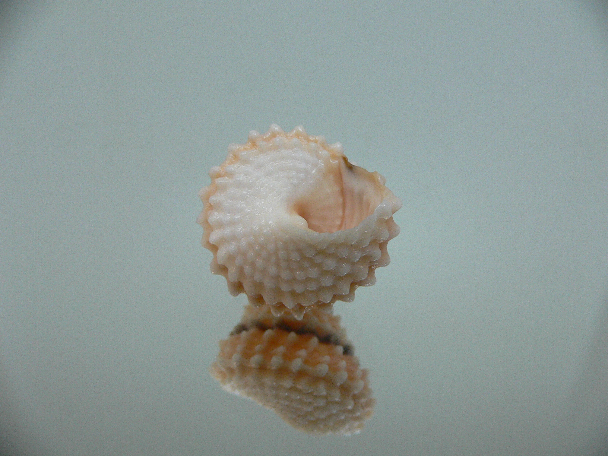 Tectarius coronatus UNUSUAL