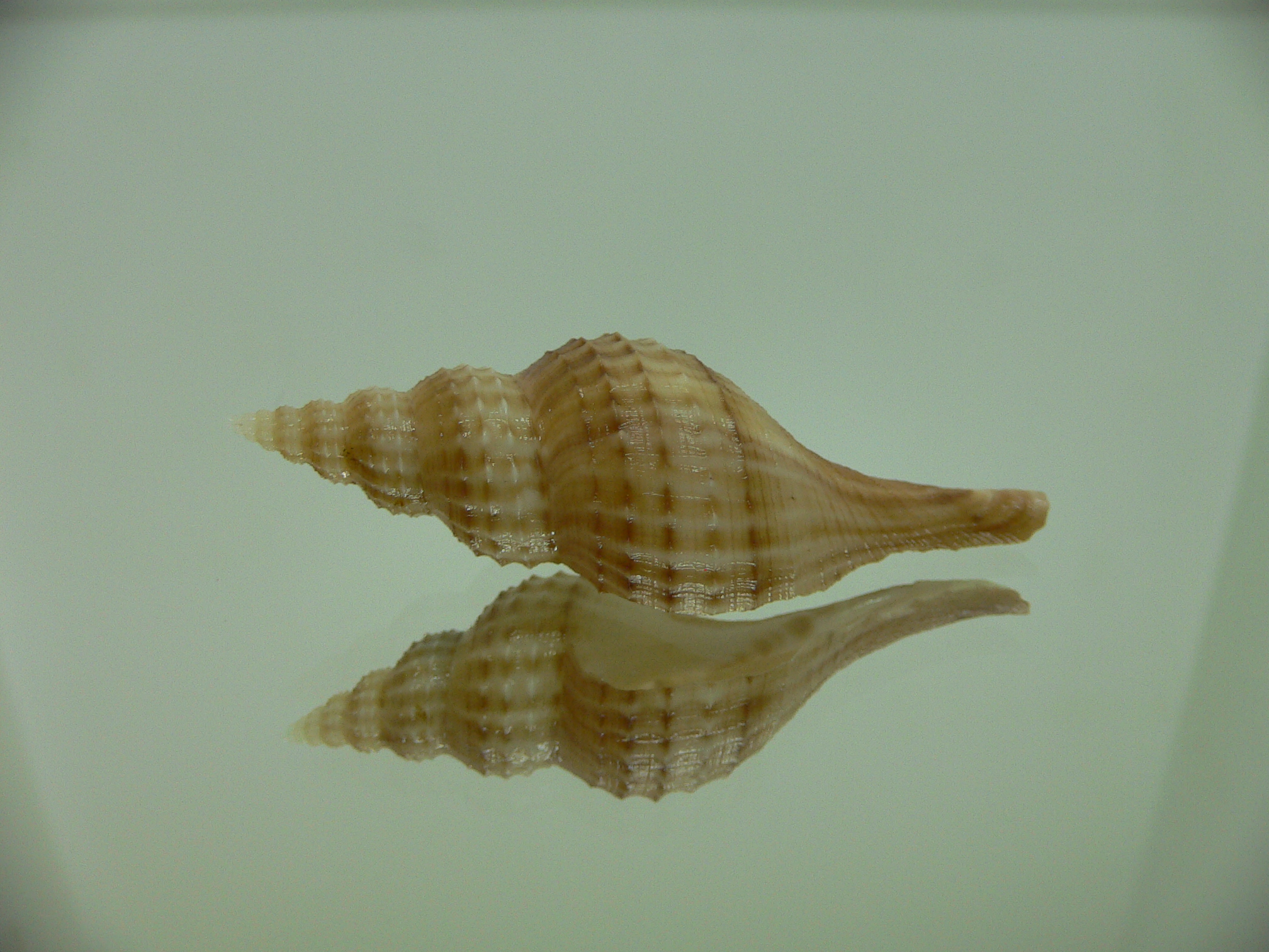 Granulifusus hayashii LIGHT & PIMPLES
