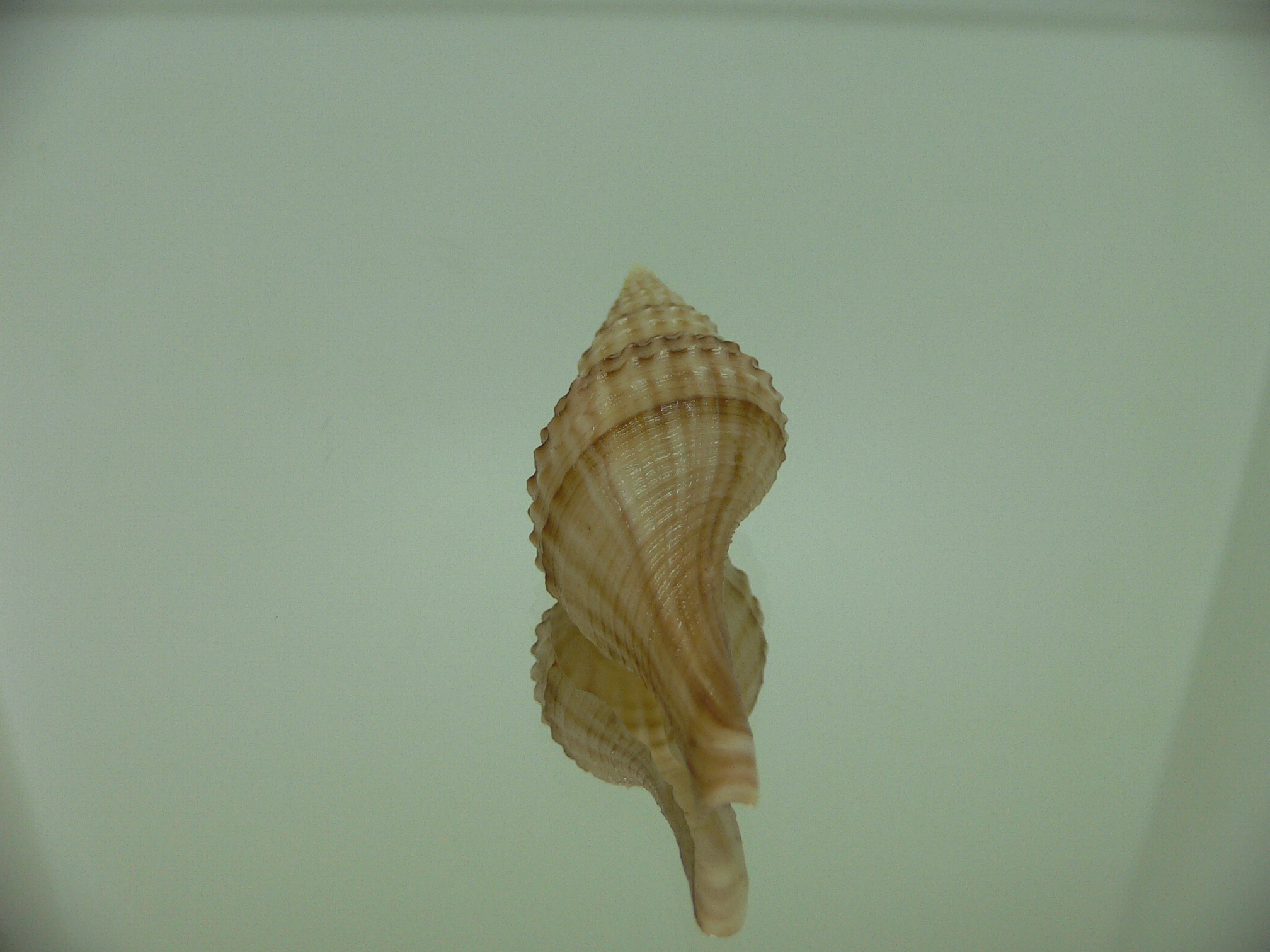 Granulifusus hayashii LIGHT & PIMPLES