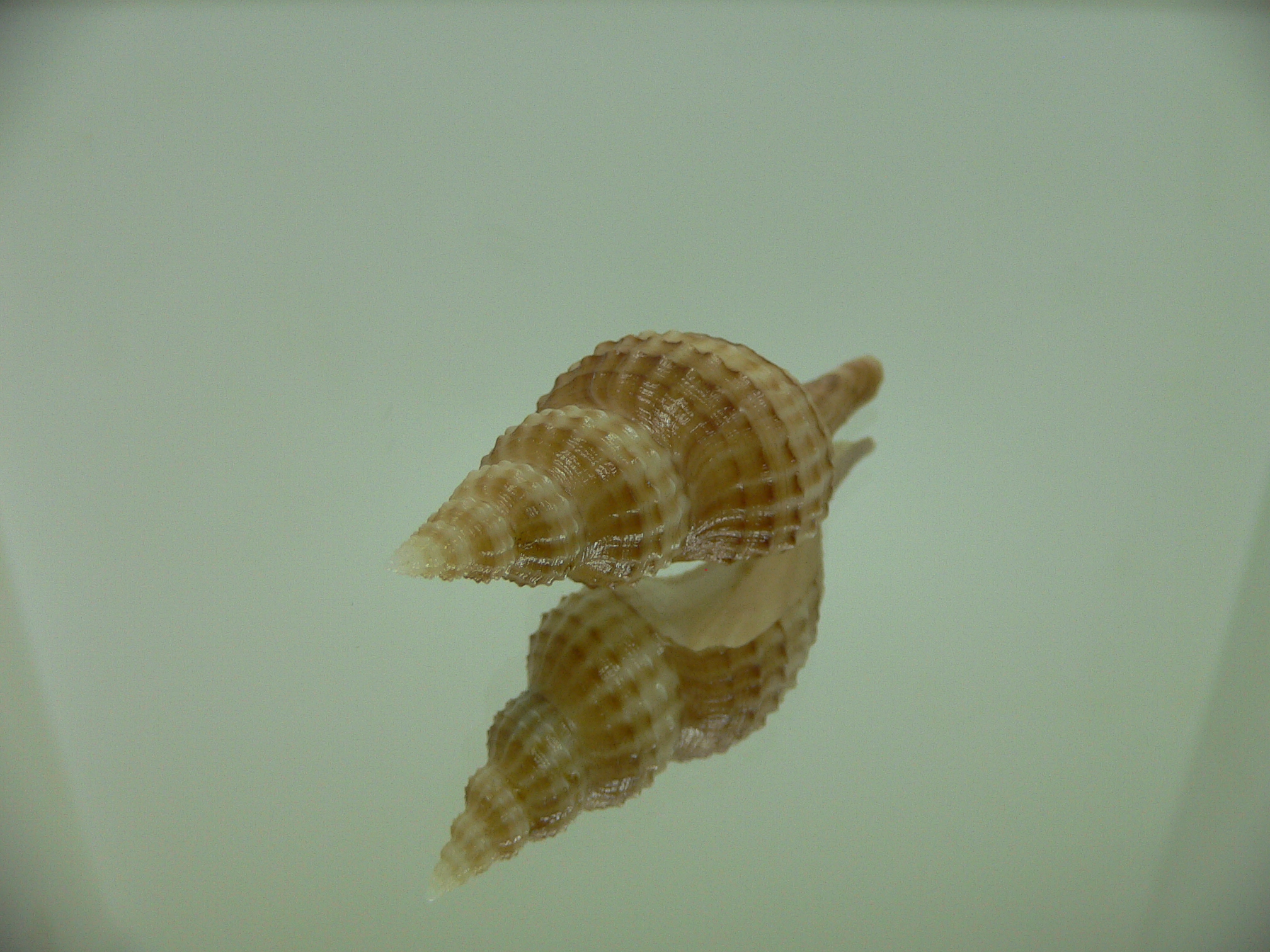 Granulifusus hayashii LIGHT & PIMPLES