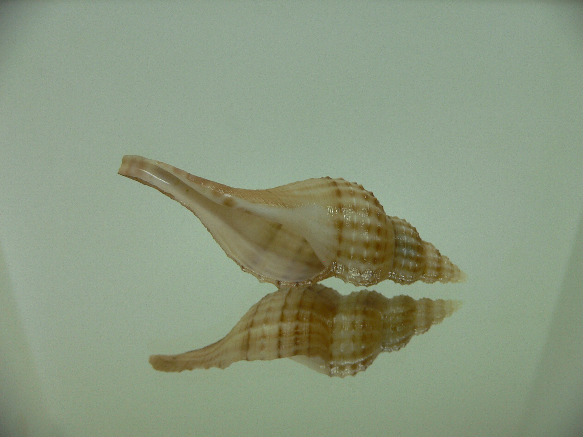 Granulifusus hayashii LIGHT & PIMPLES