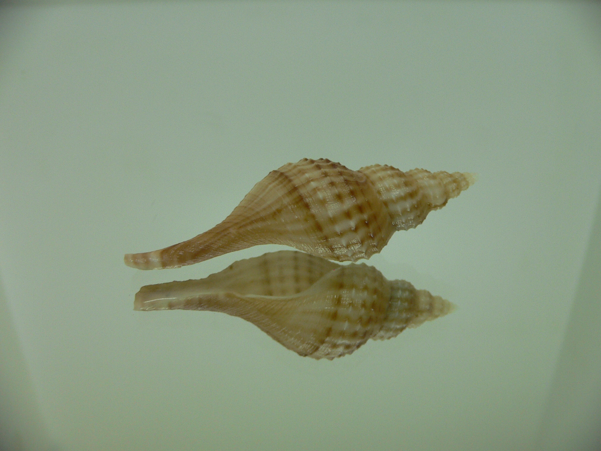 Granulifusus hayashii LIGHT & PIMPLES