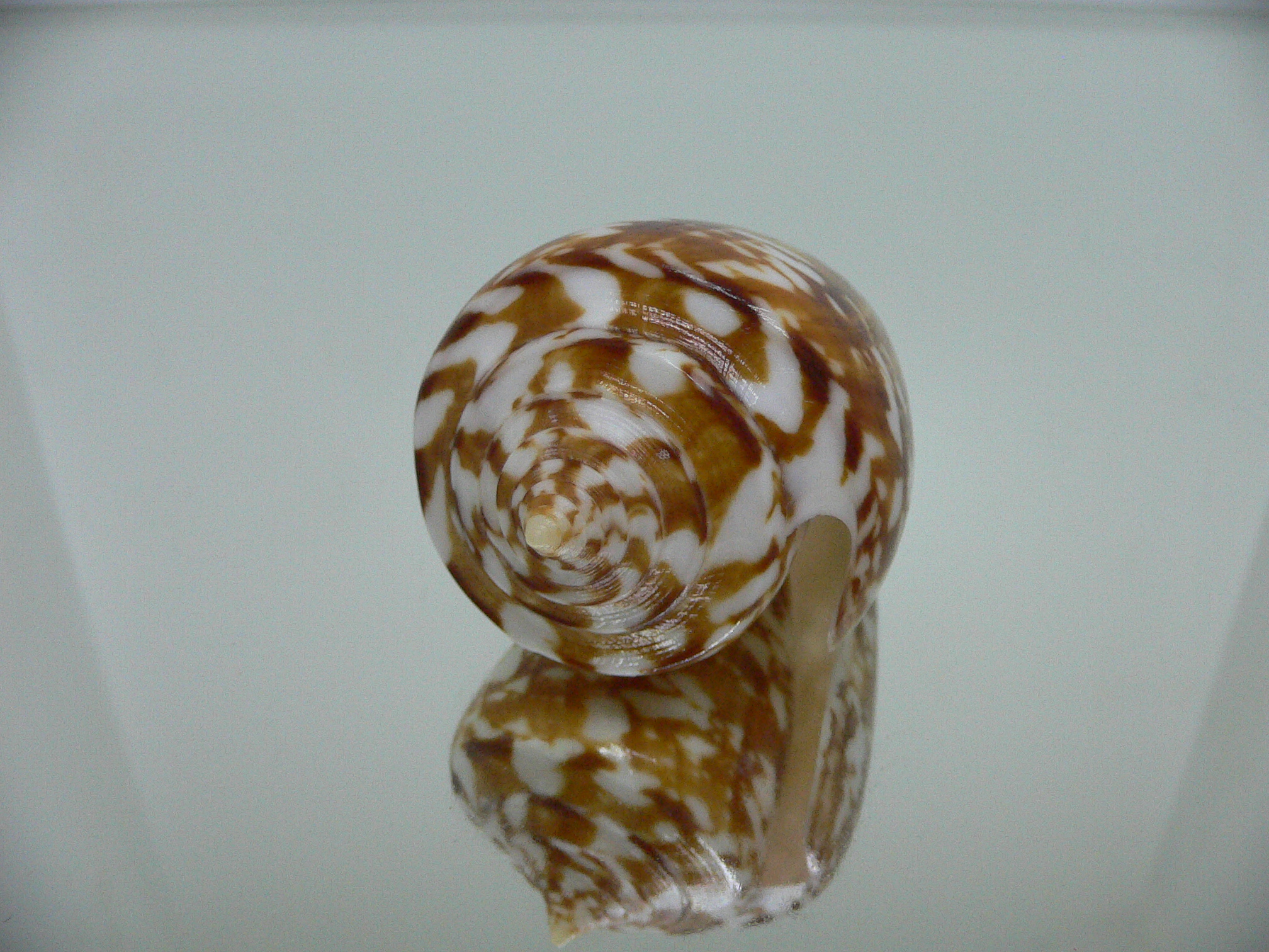 Conus amadis castaneofasciatus GIANT