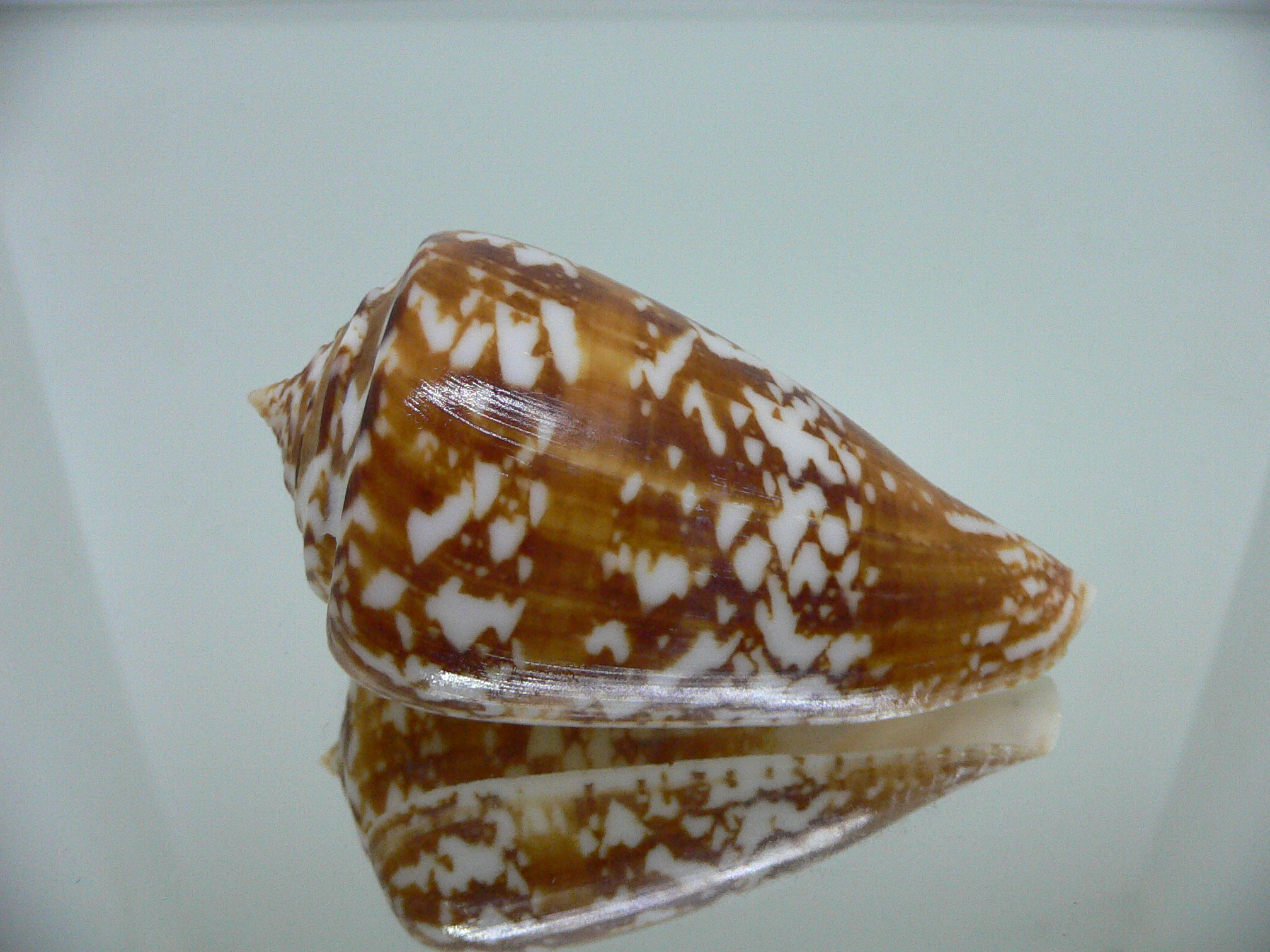 Conus amadis castaneofasciatus GIANT