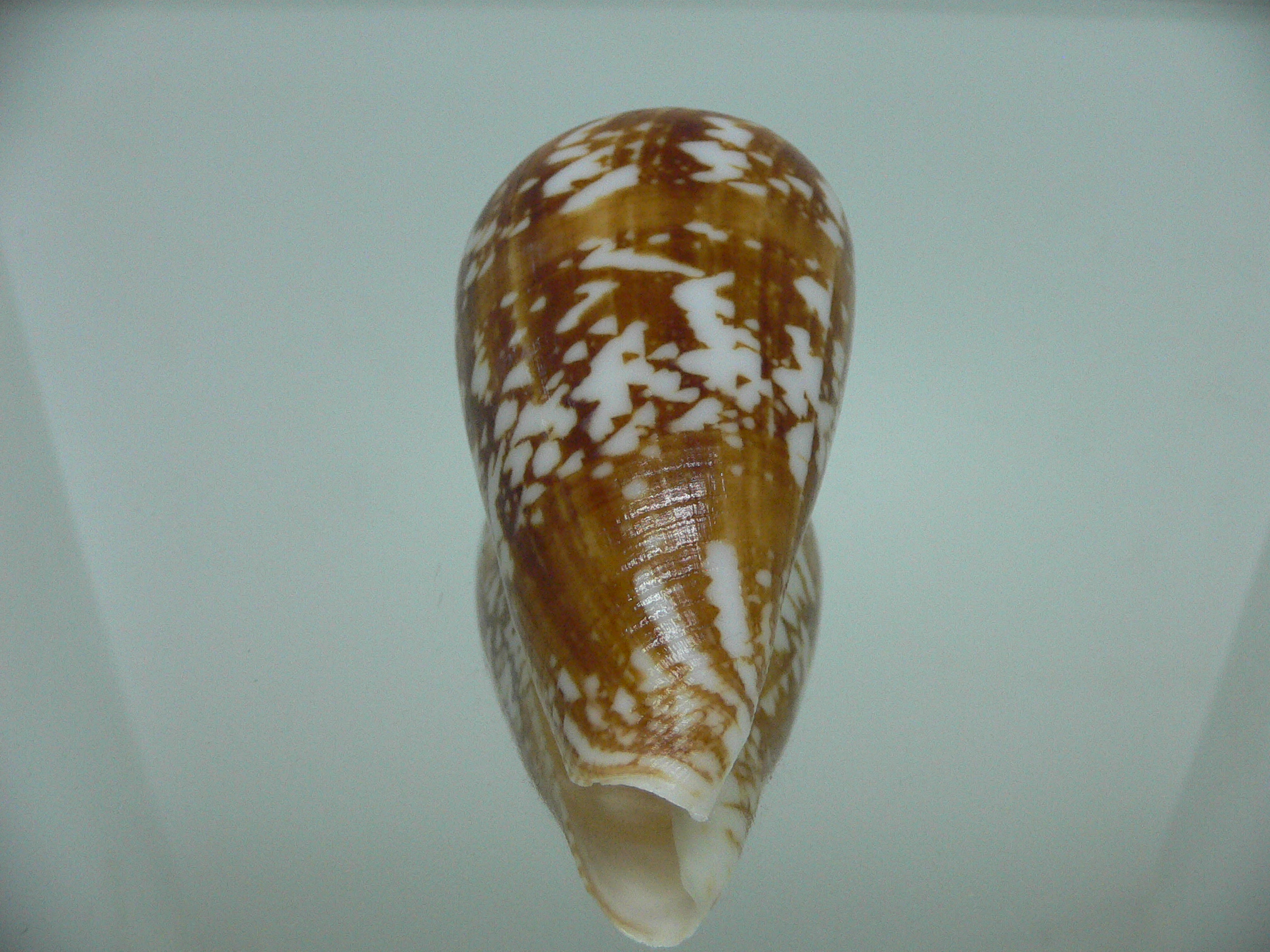 Conus amadis castaneofasciatus GIANT