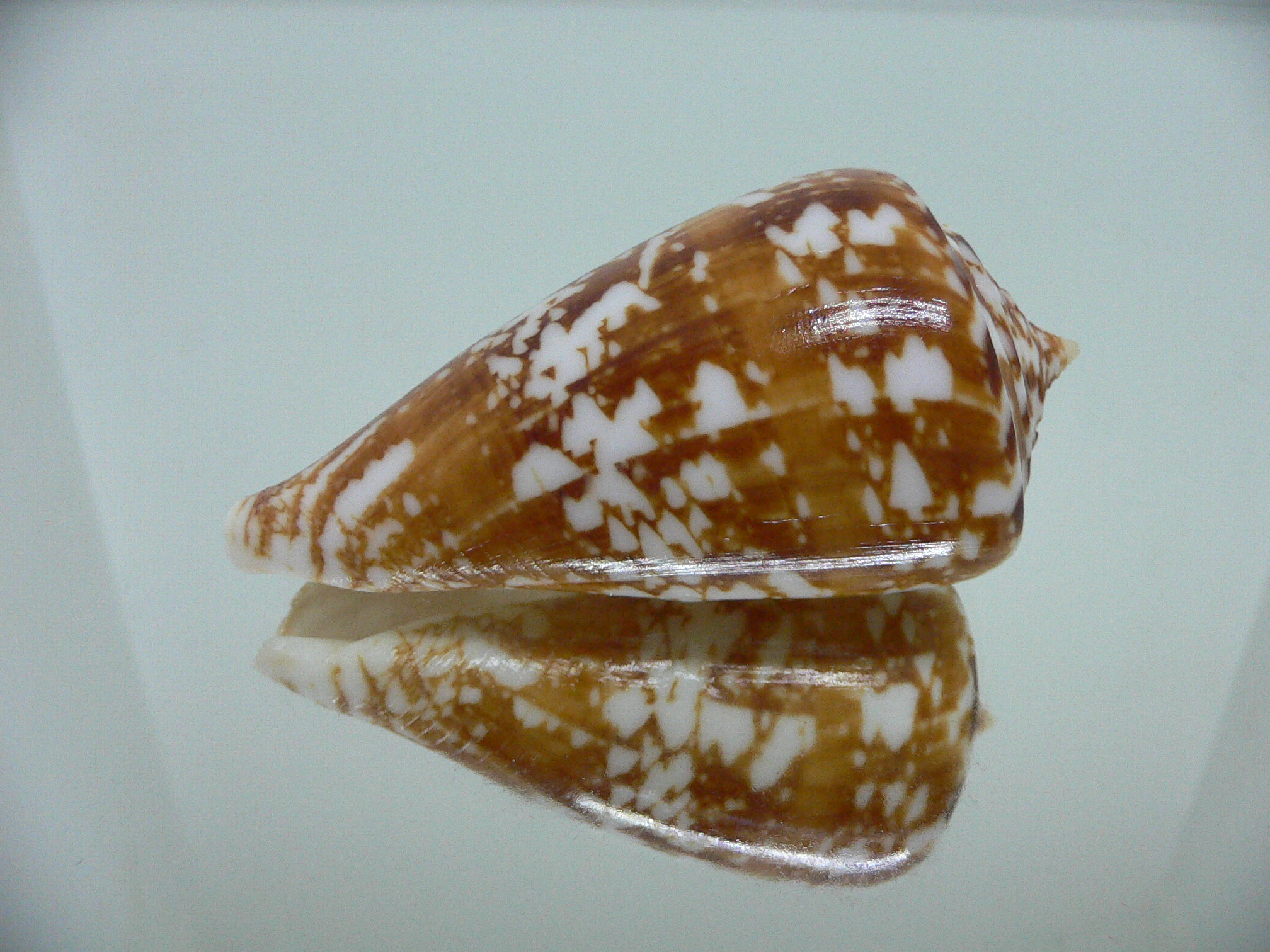 Conus amadis castaneofasciatus GIANT