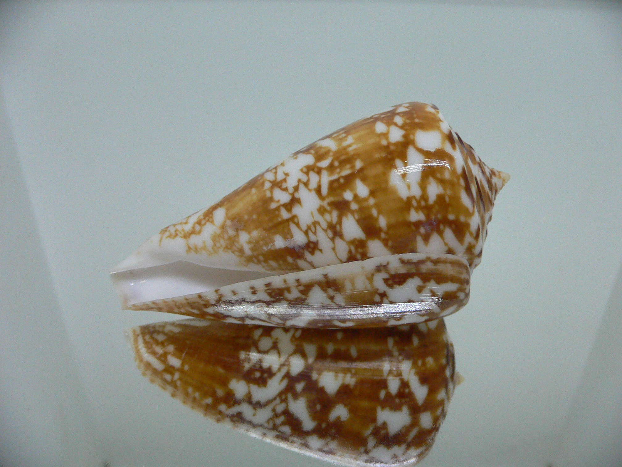 Conus amadis castaneofasciatus GIANT