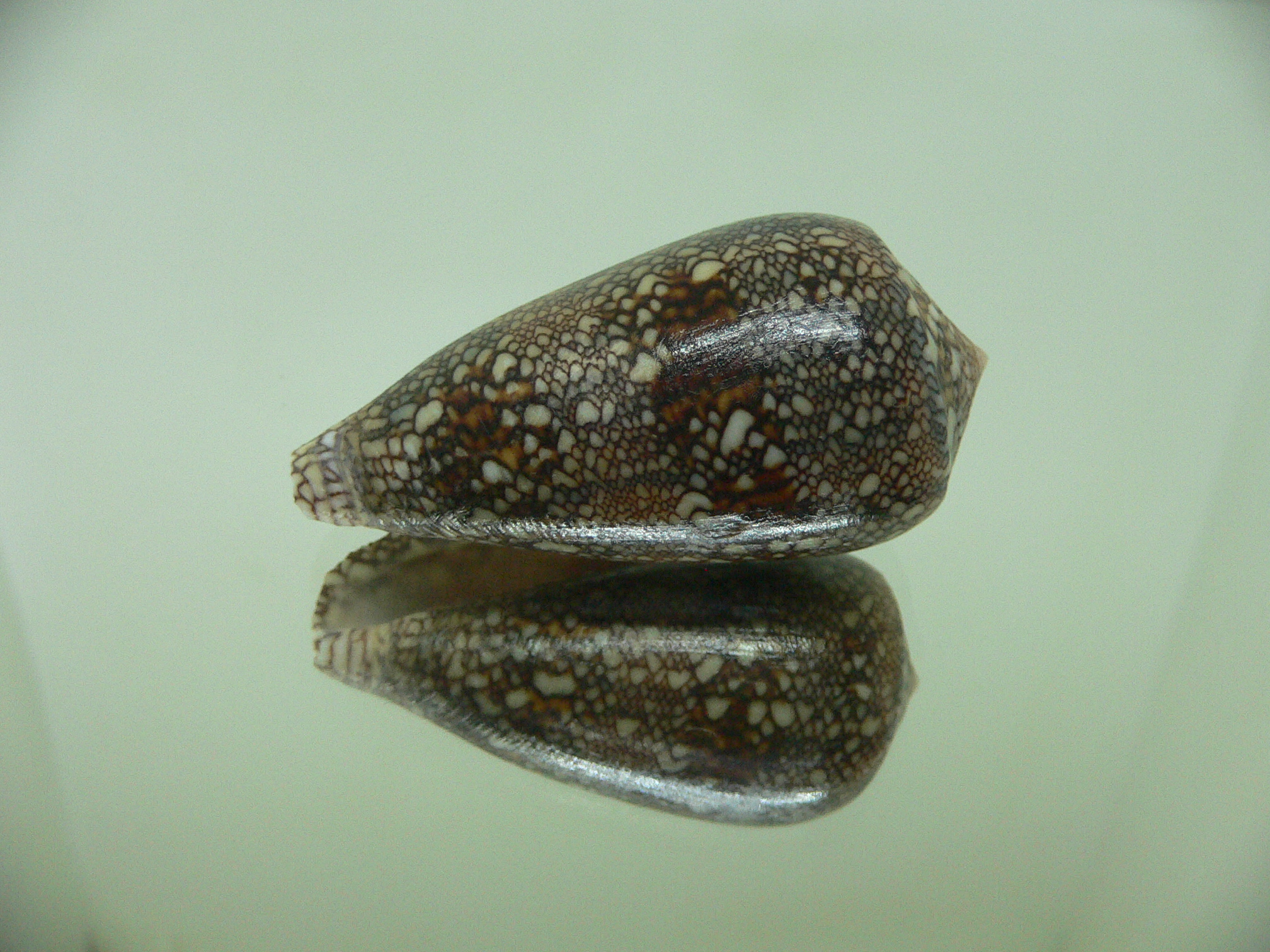 Conus textile archiepiscopus (var.)