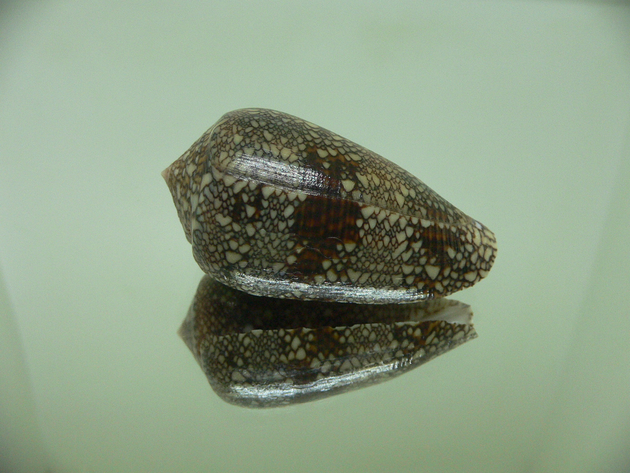 Conus textile archiepiscopus (var.)