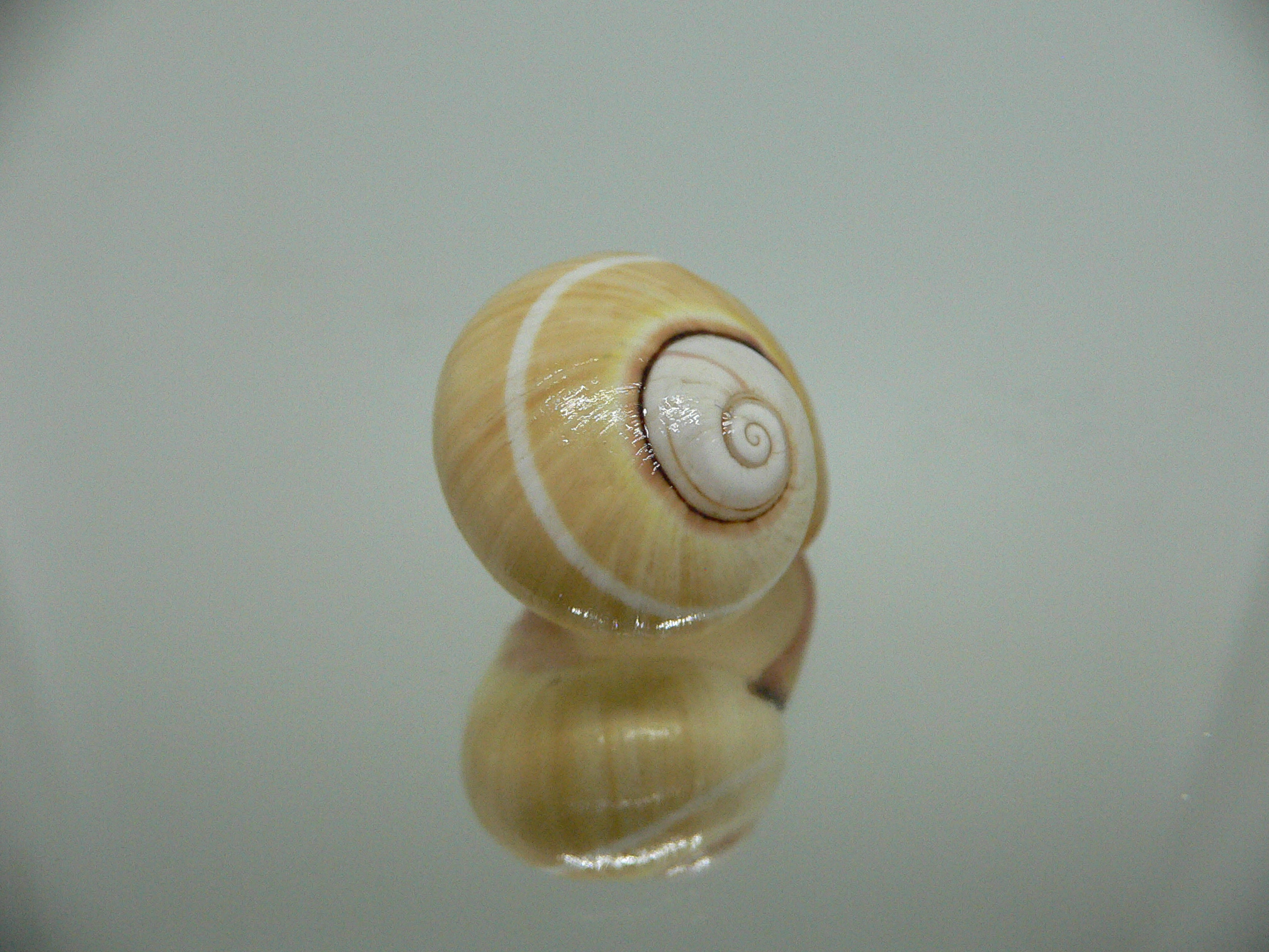 Polymita picta roseolimbata