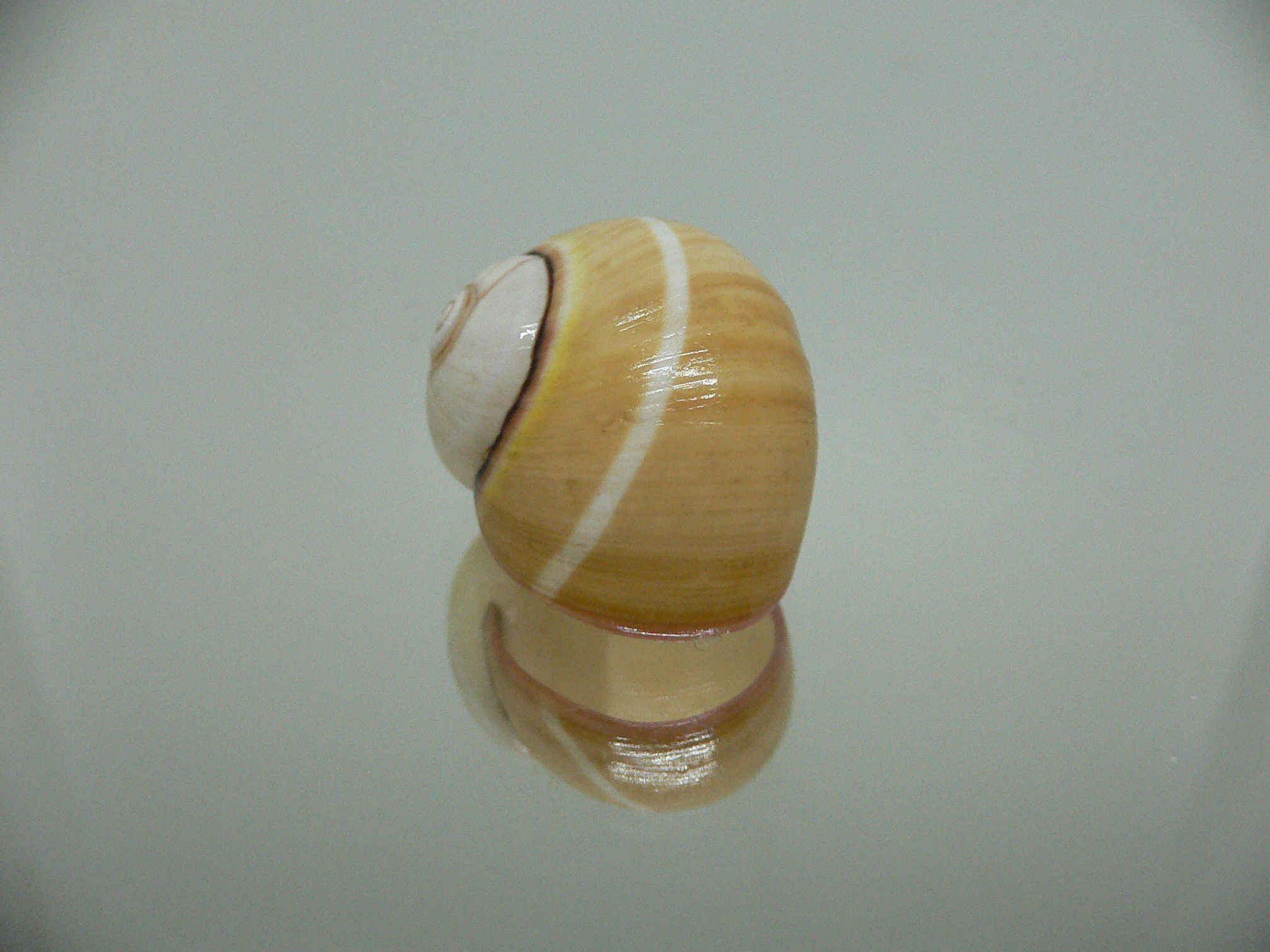 Polymita picta roseolimbata