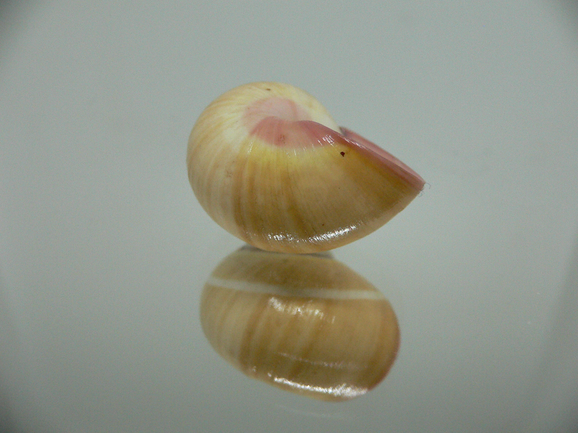 Polymita picta roseolimbata