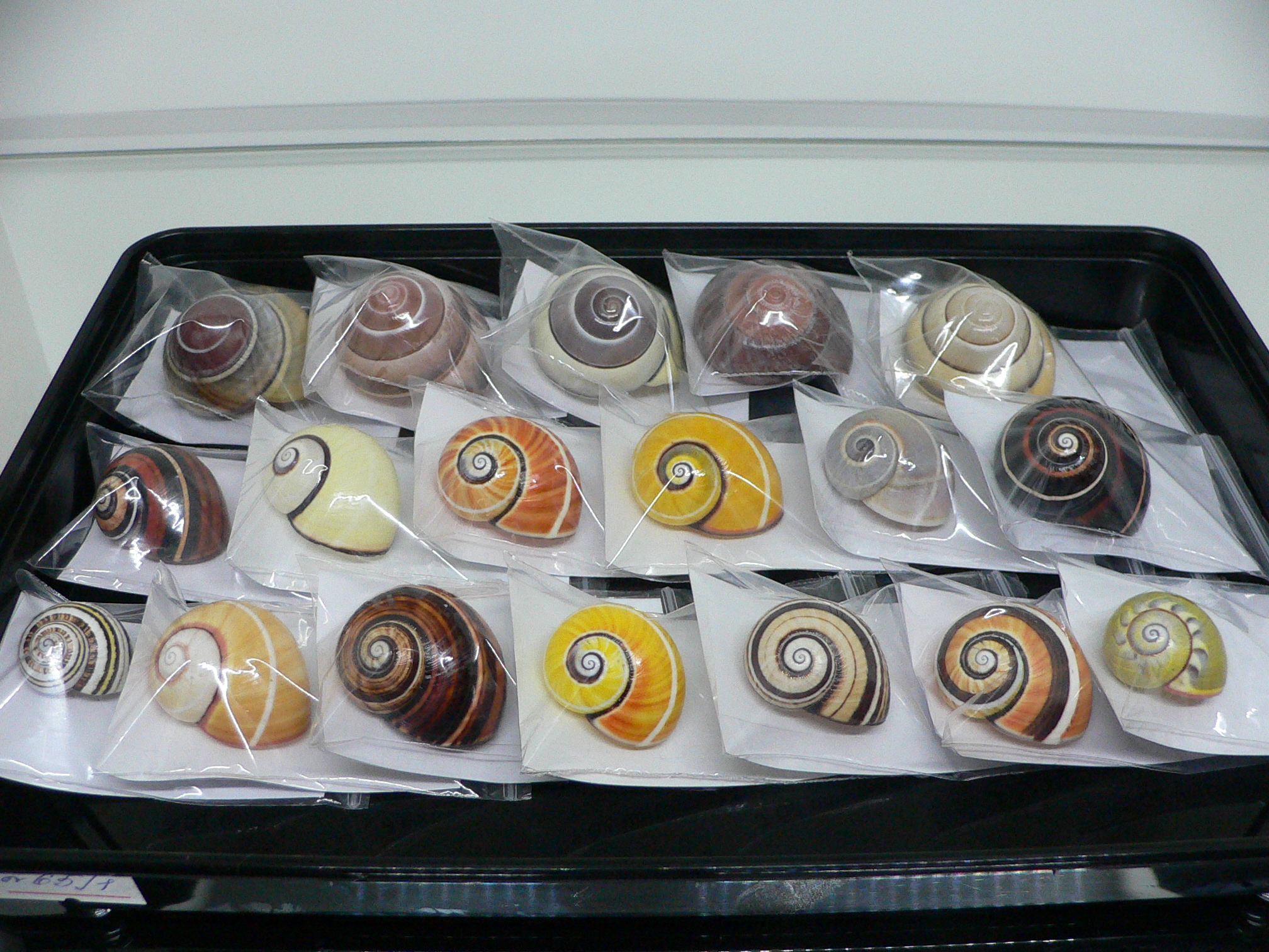 Polymita picta roseolimbata