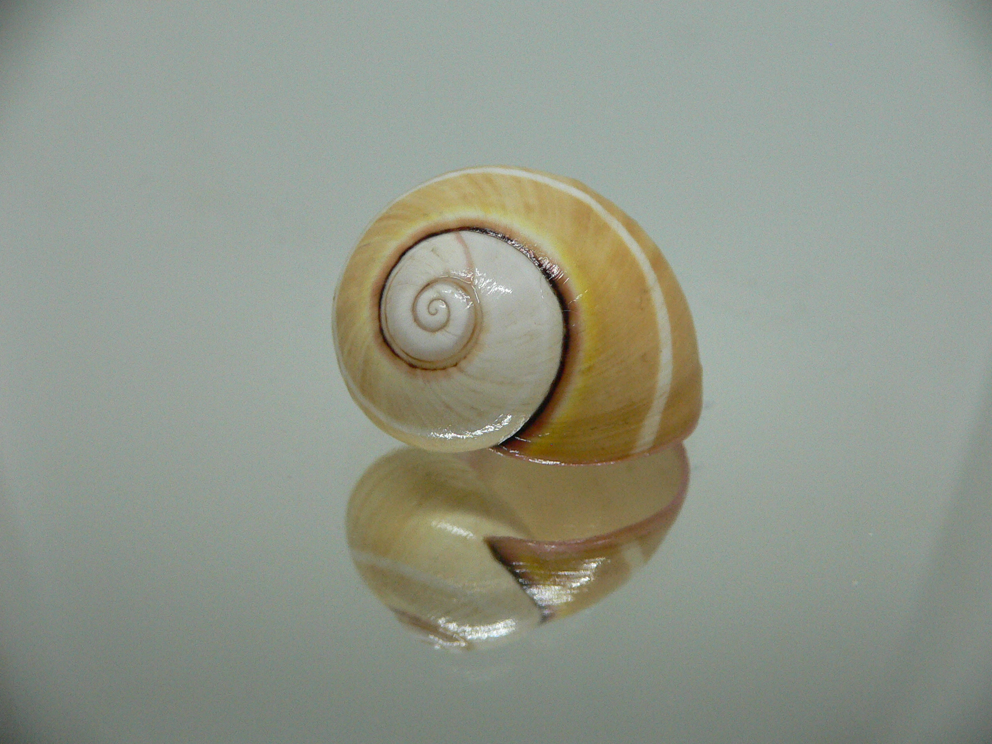 Polymita picta roseolimbata