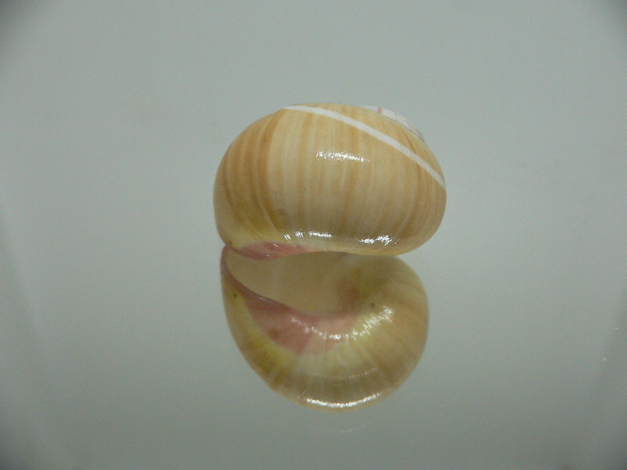 Polymita picta roseolimbata