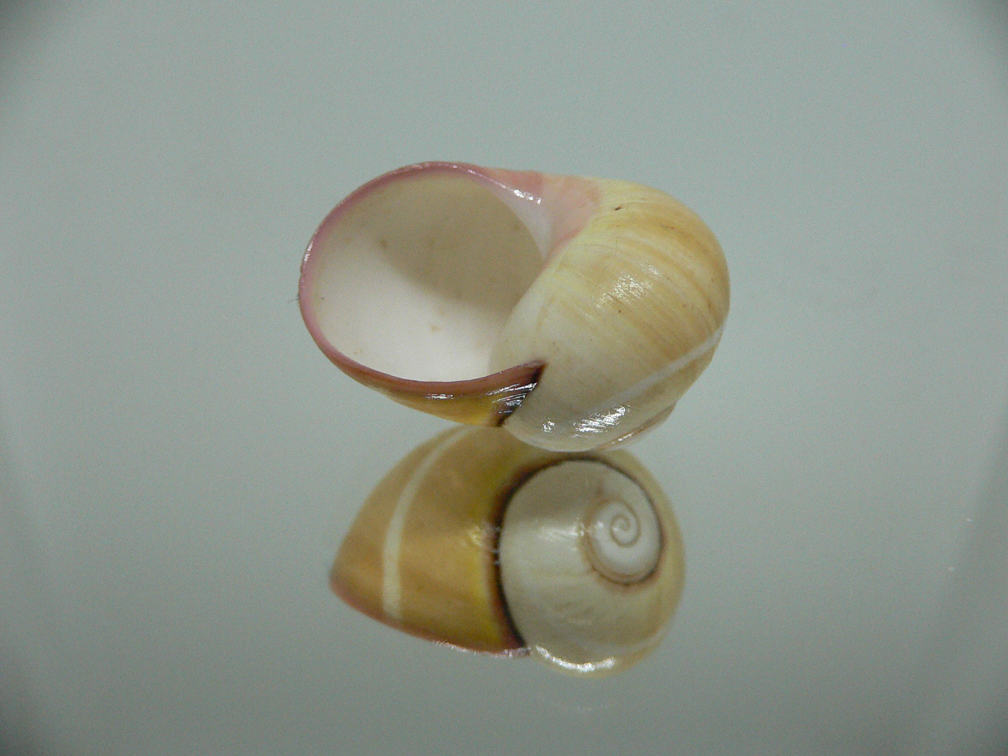 Polymita picta roseolimbata