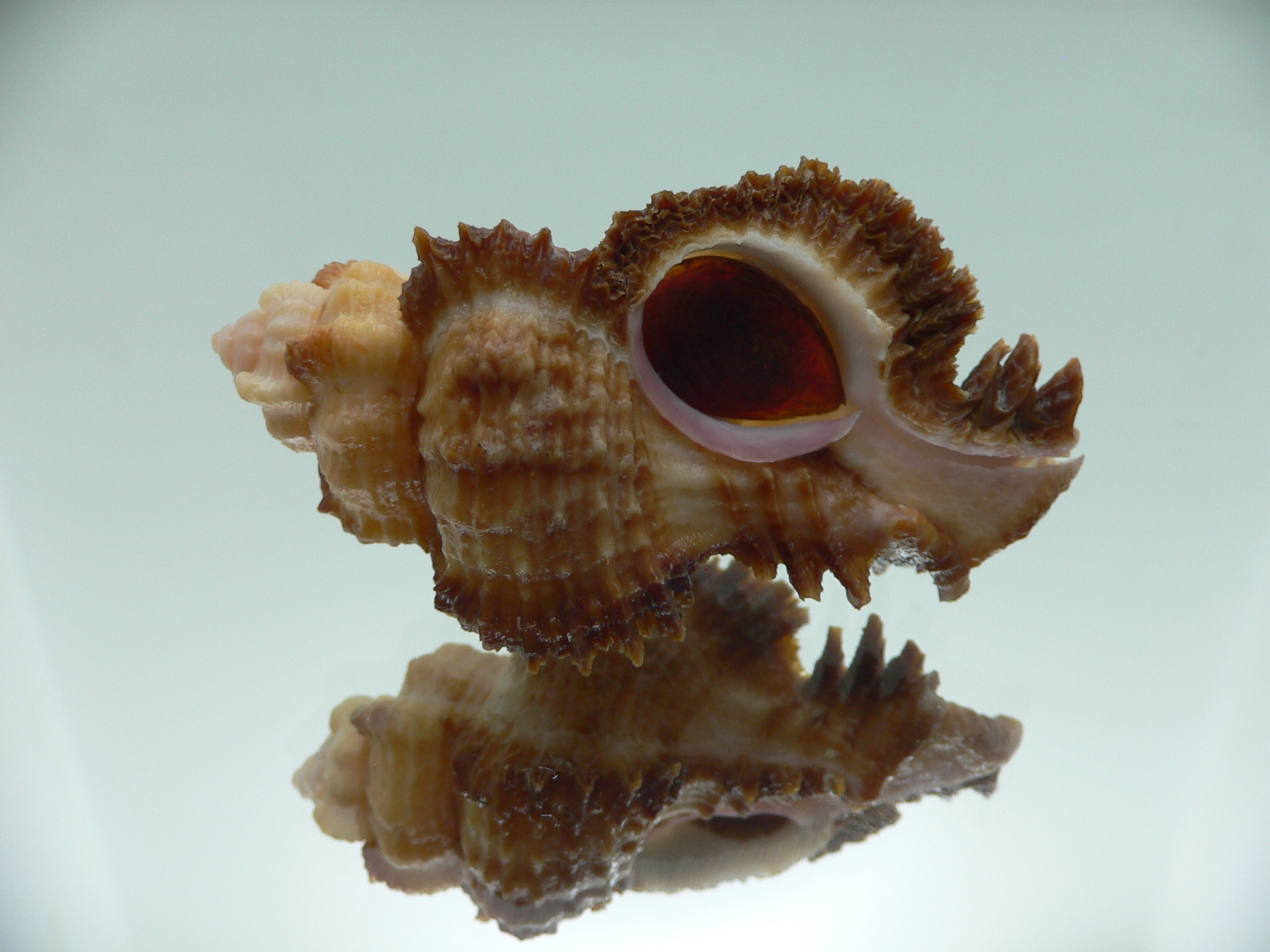 Chicomurex laciniatus BIG & SUPER