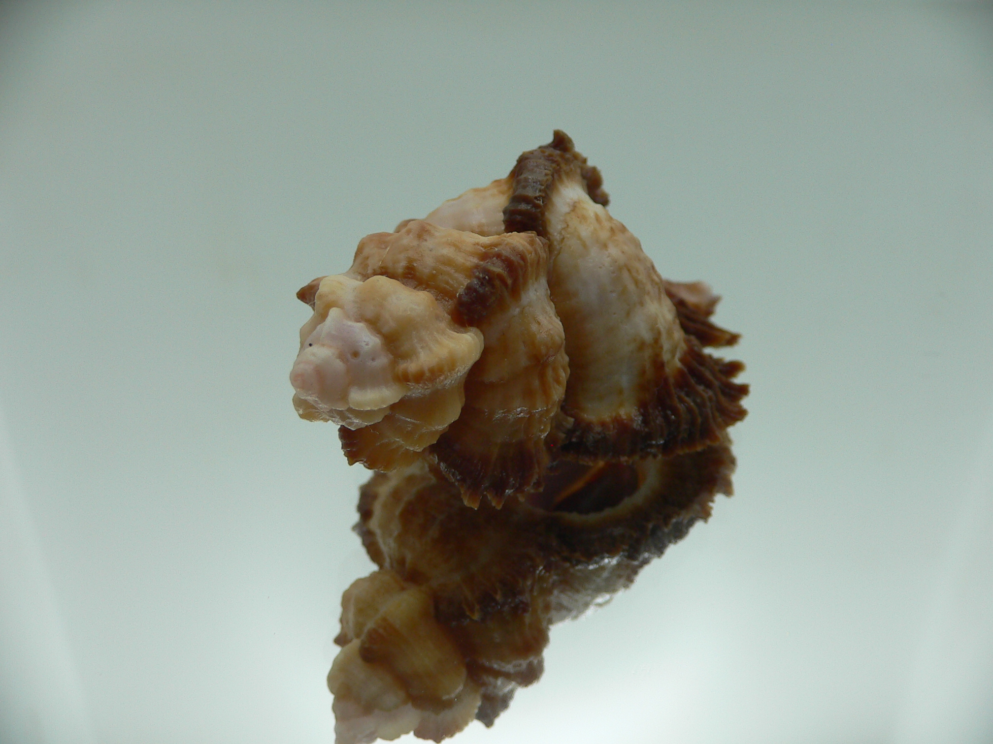 Chicomurex laciniatus BIG & SUPER