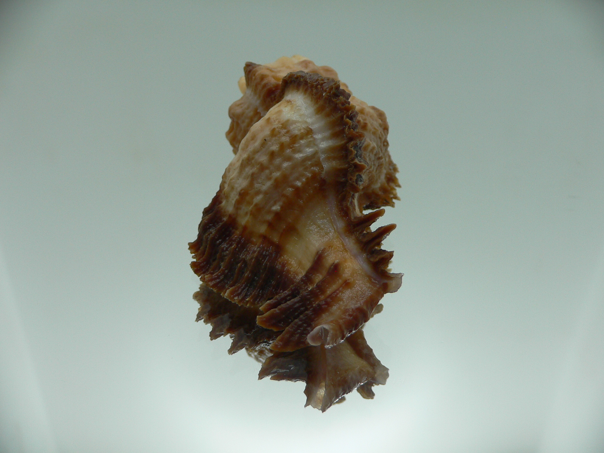 Chicomurex laciniatus BIG & SUPER