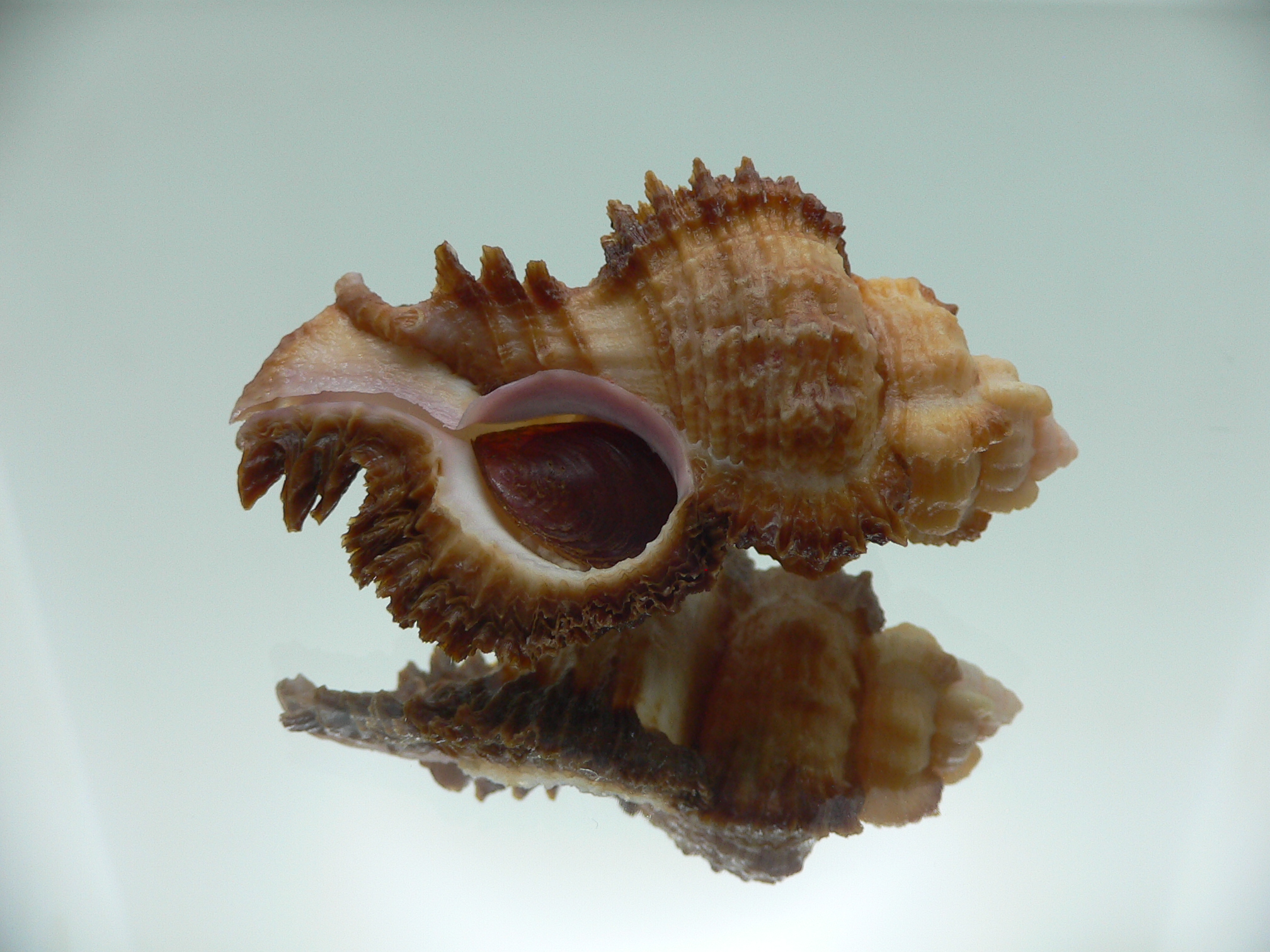 Chicomurex laciniatus BIG & SUPER