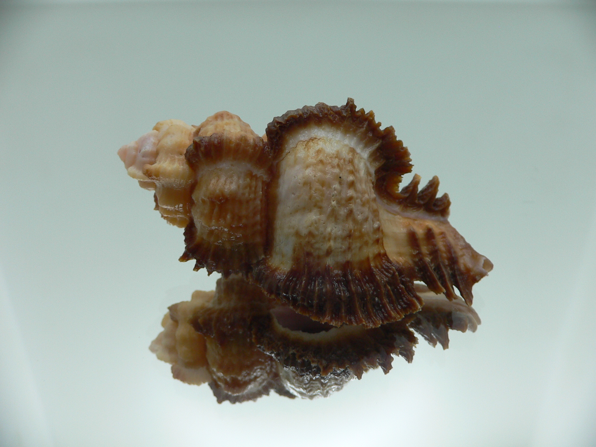 Chicomurex laciniatus BIG & SUPER