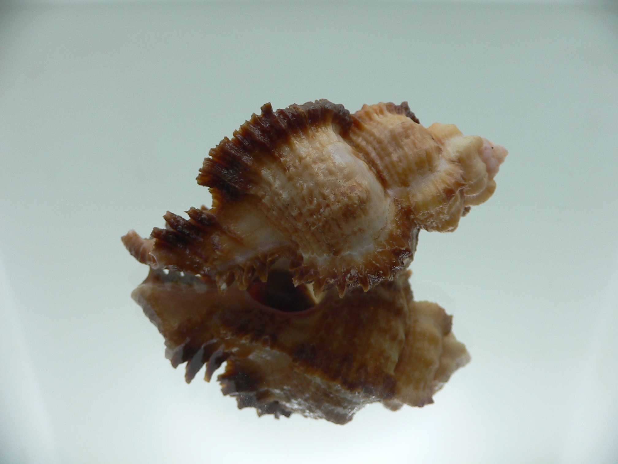 Chicomurex laciniatus BIG & SUPER