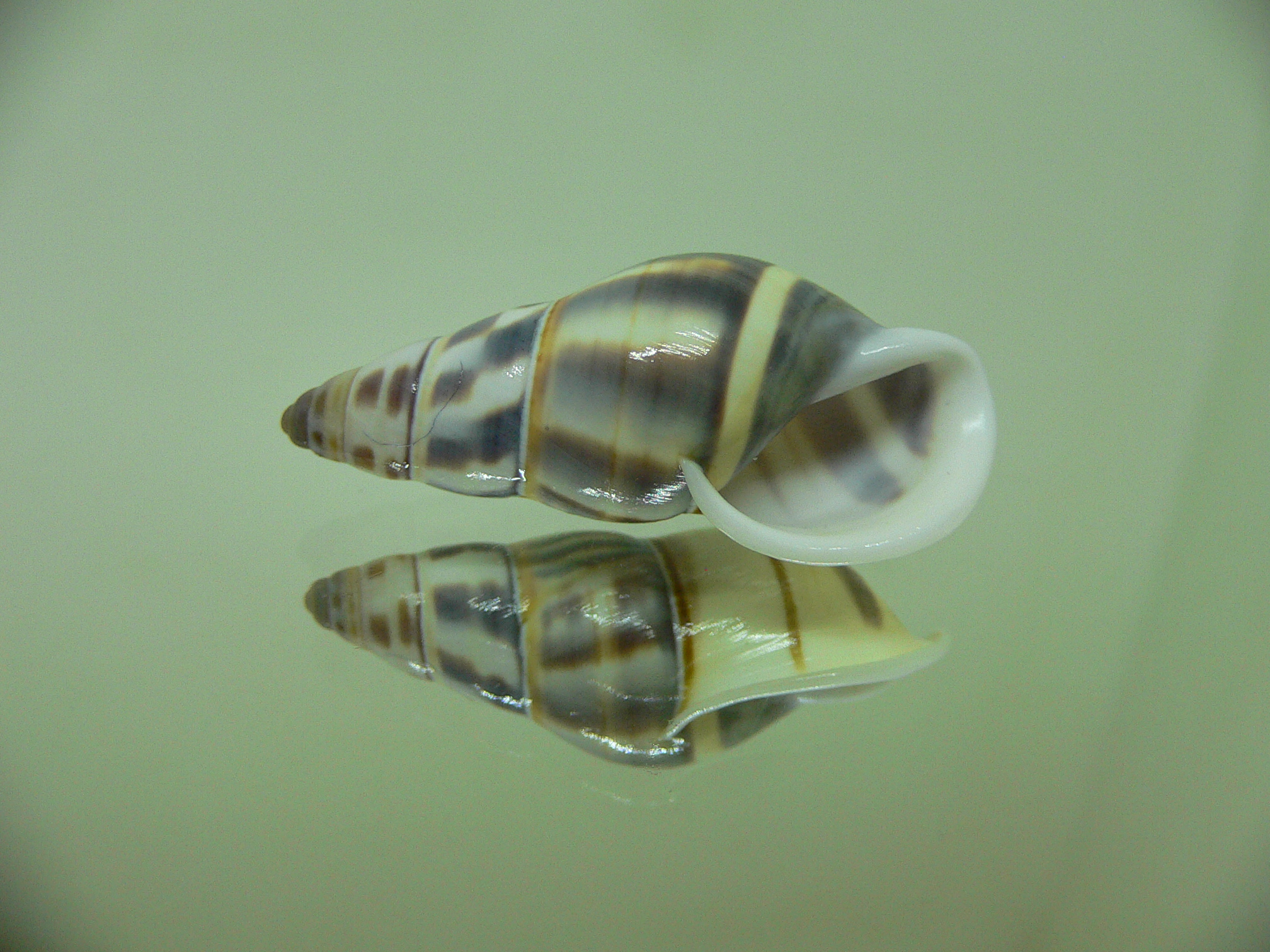 Amphidromus melindae BRIGHT