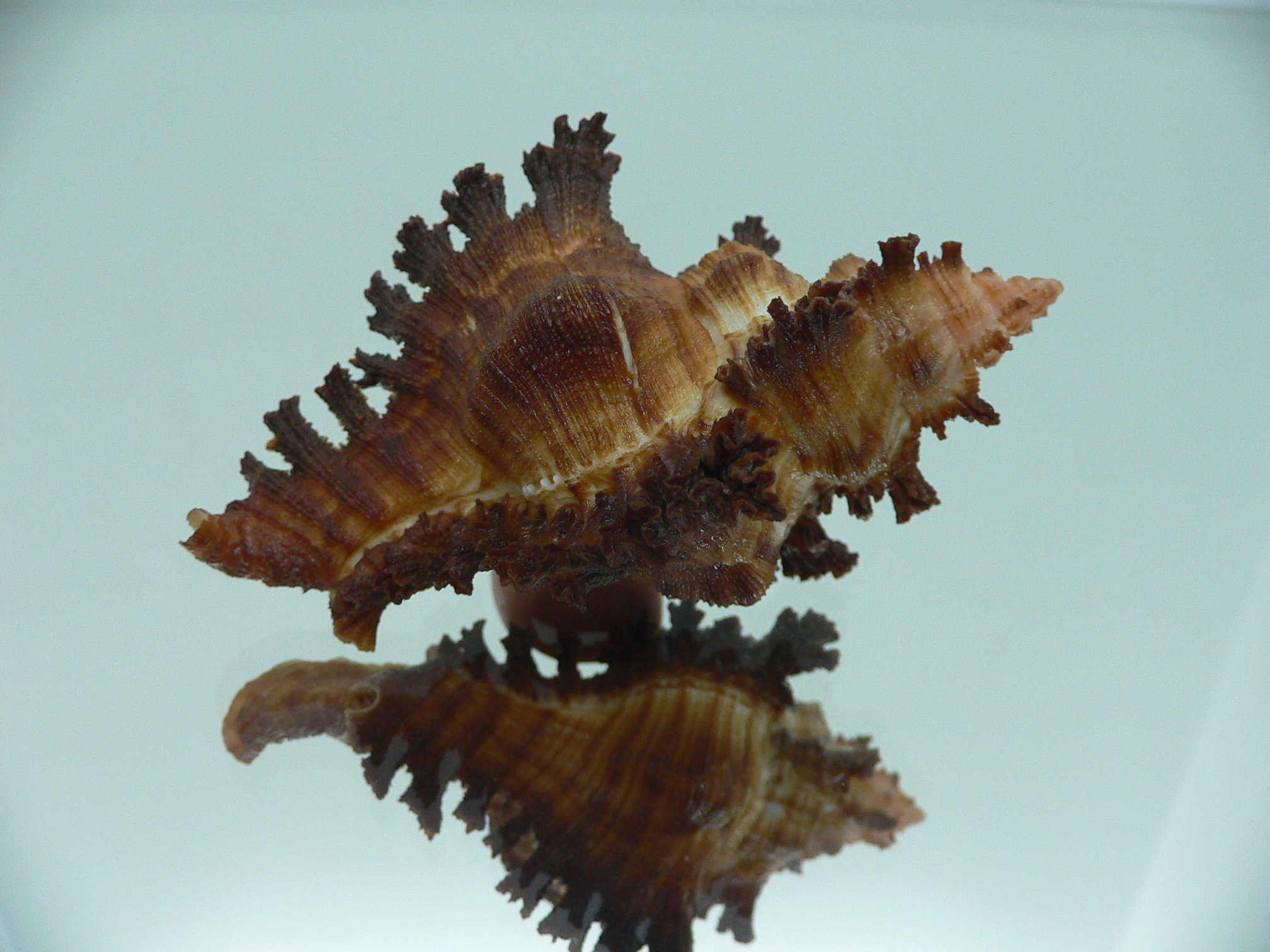 Chicoreus banksii SUPER