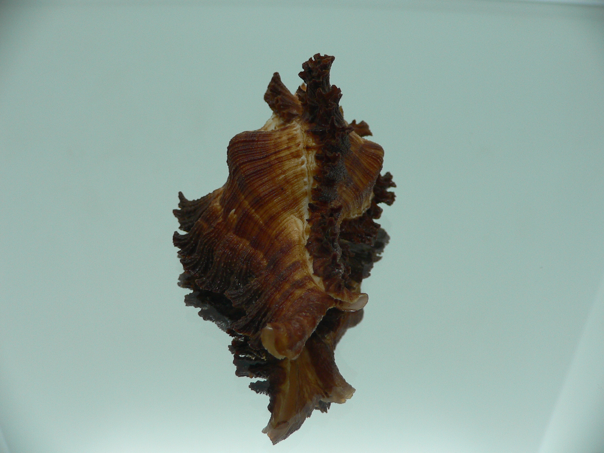 Chicoreus banksii SUPER