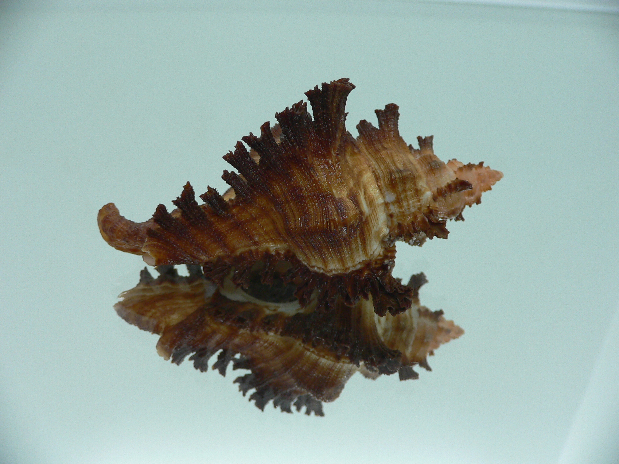 Chicoreus banksii SUPER