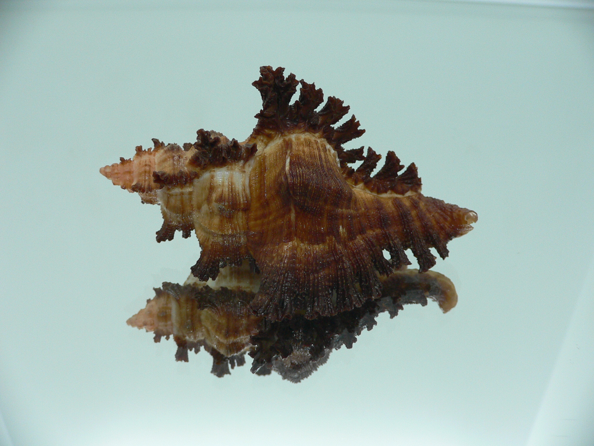 Chicoreus banksii SUPER