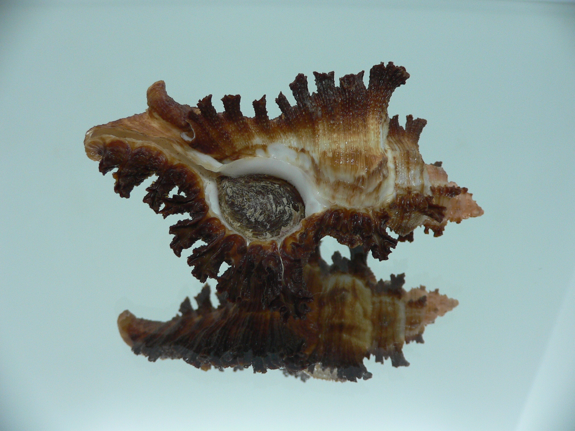 Chicoreus banksii SUPER