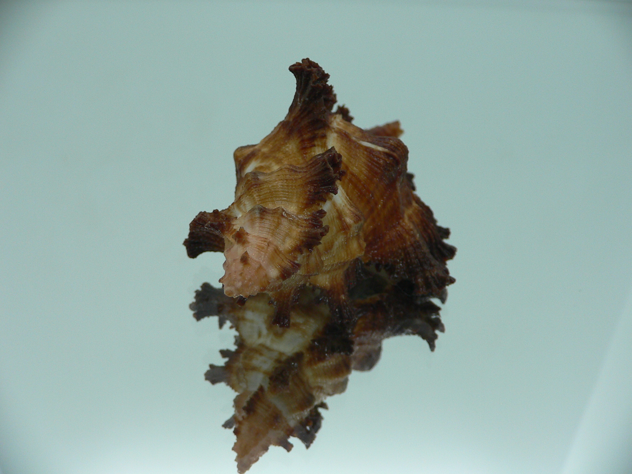 Chicoreus banksii SUPER