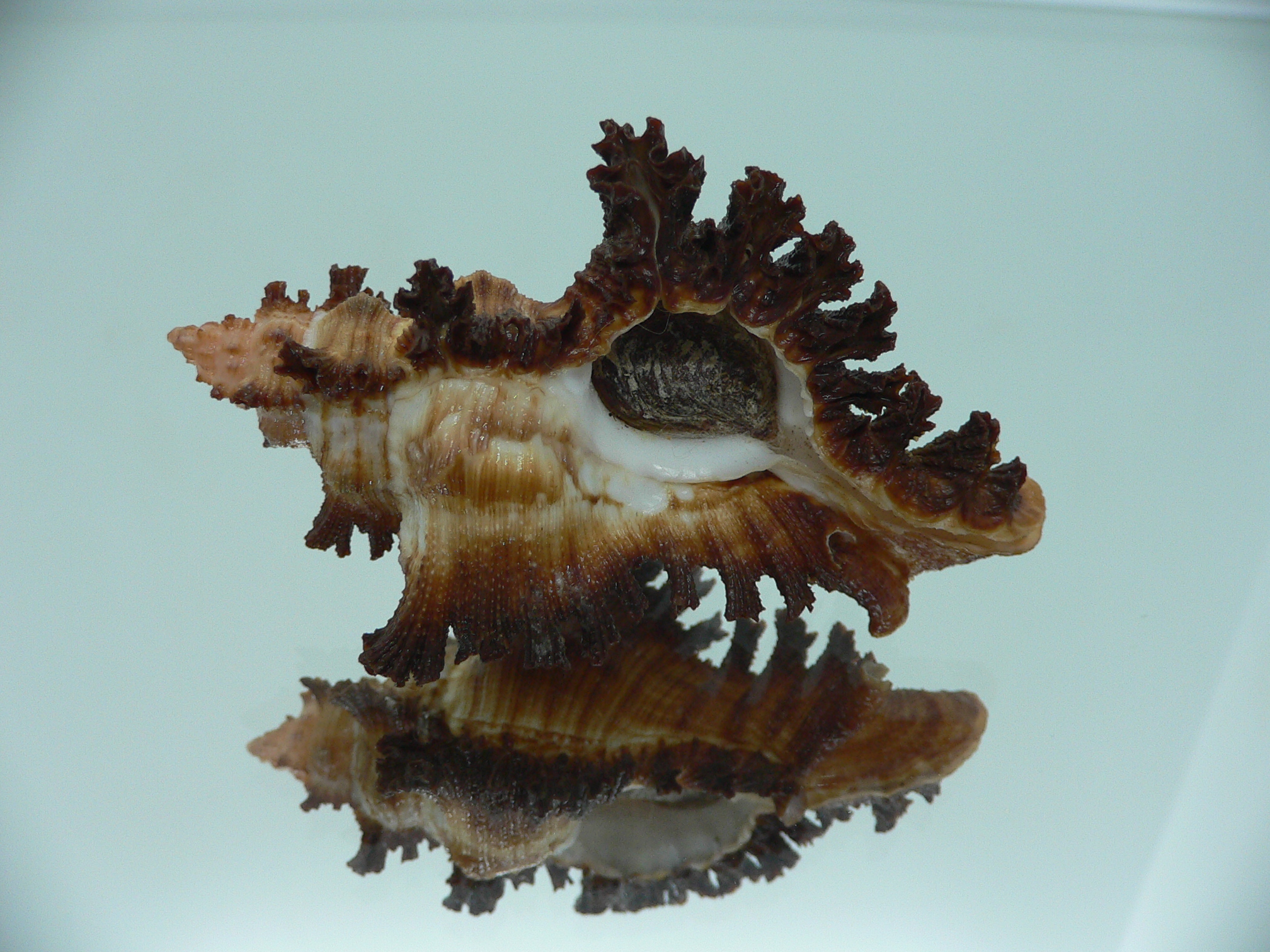 Chicoreus banksii SUPER