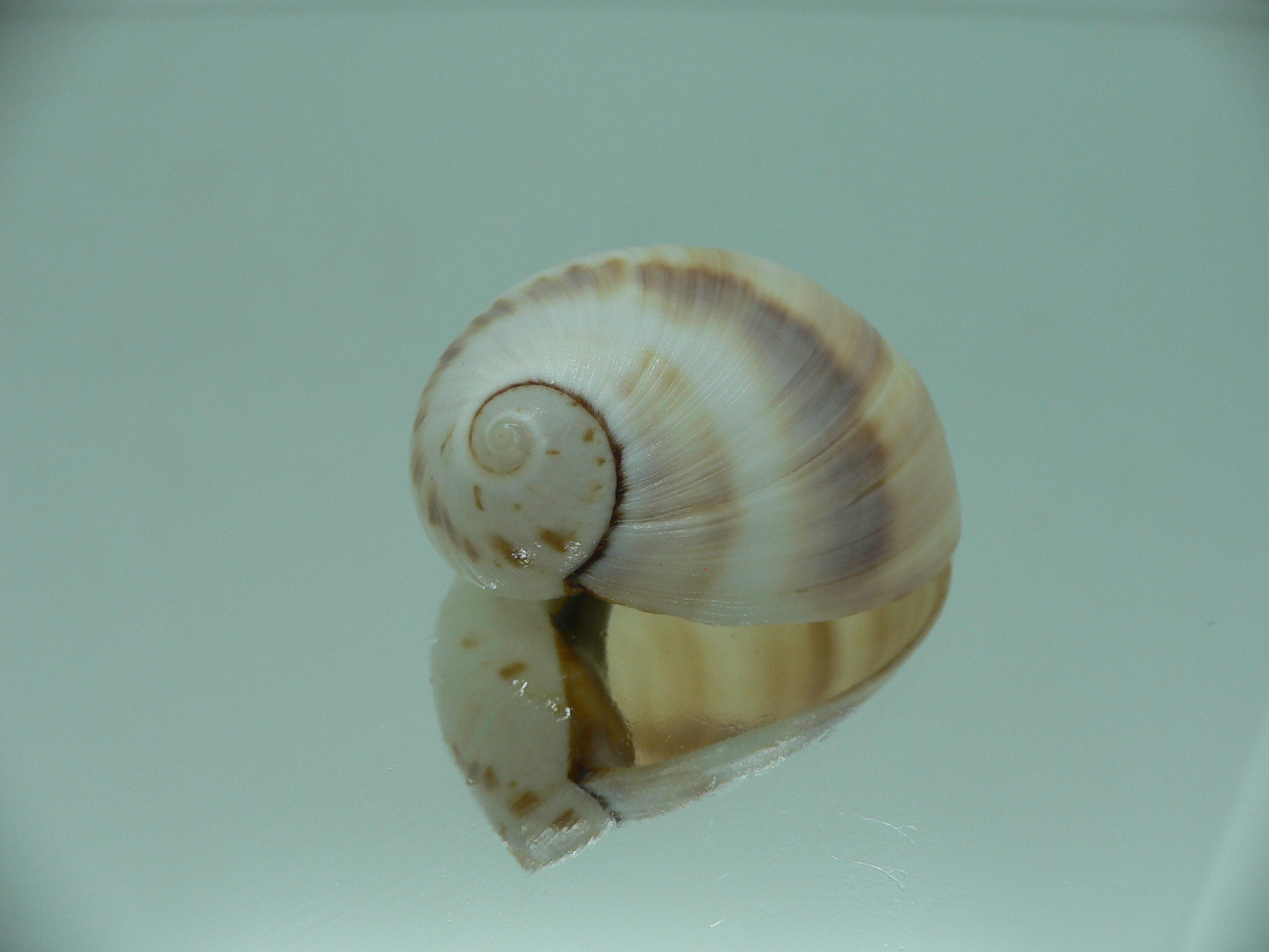 Mammilla sebae COFFEE & MILK